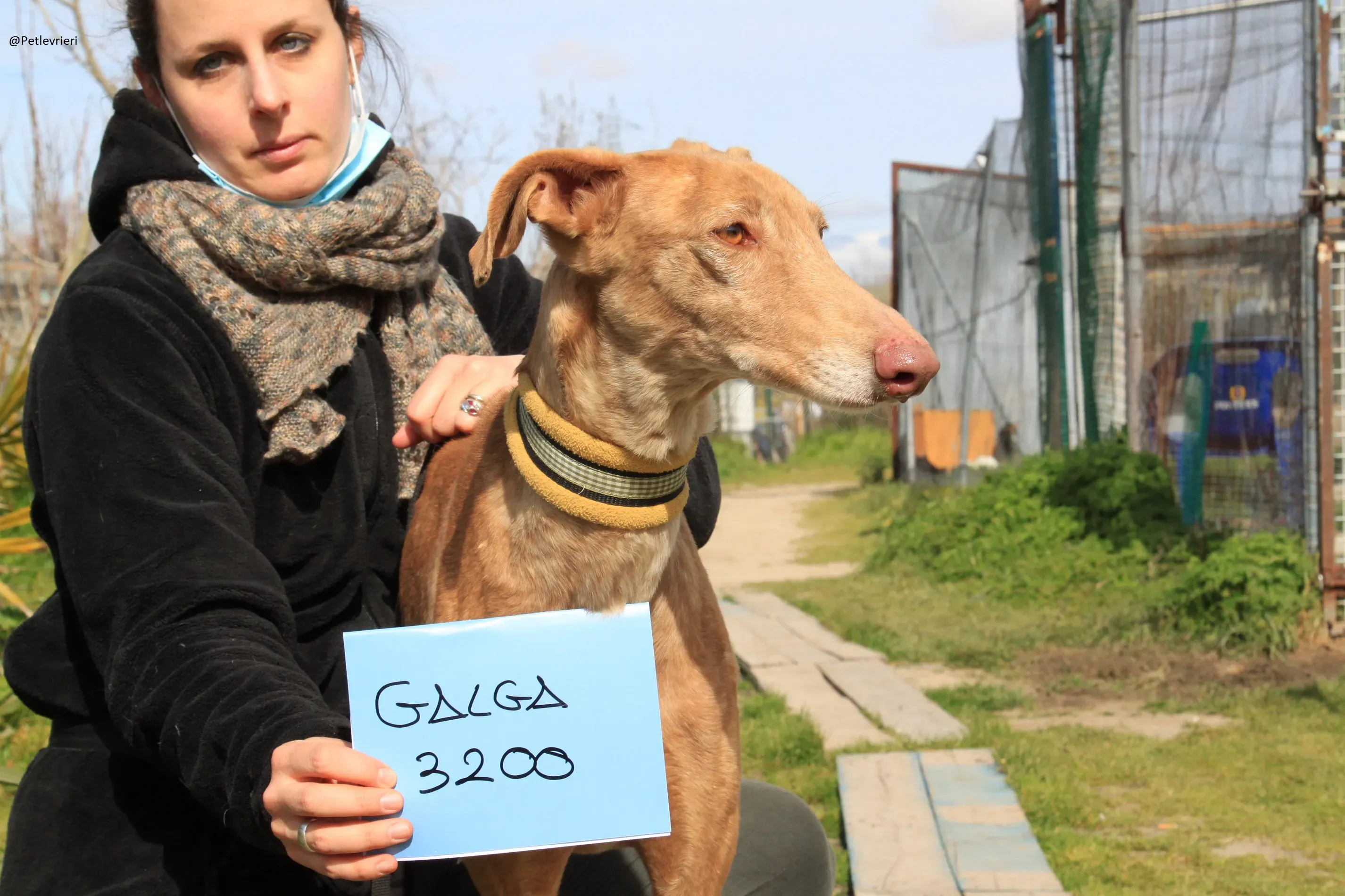 Galga 3200 Galgo Adozione levrieri 26