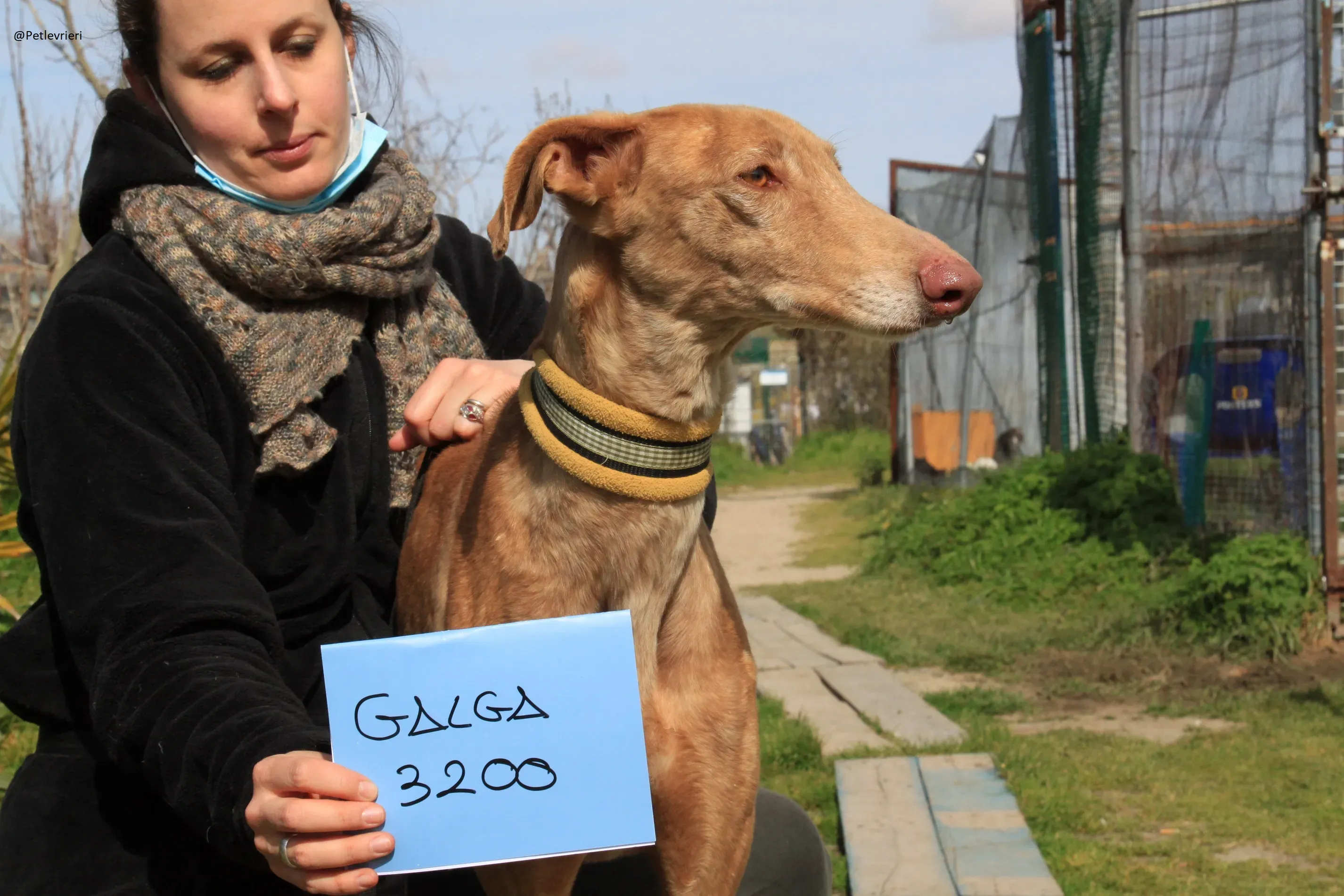 Galga 3200 Galgo Adozione levrieri 27