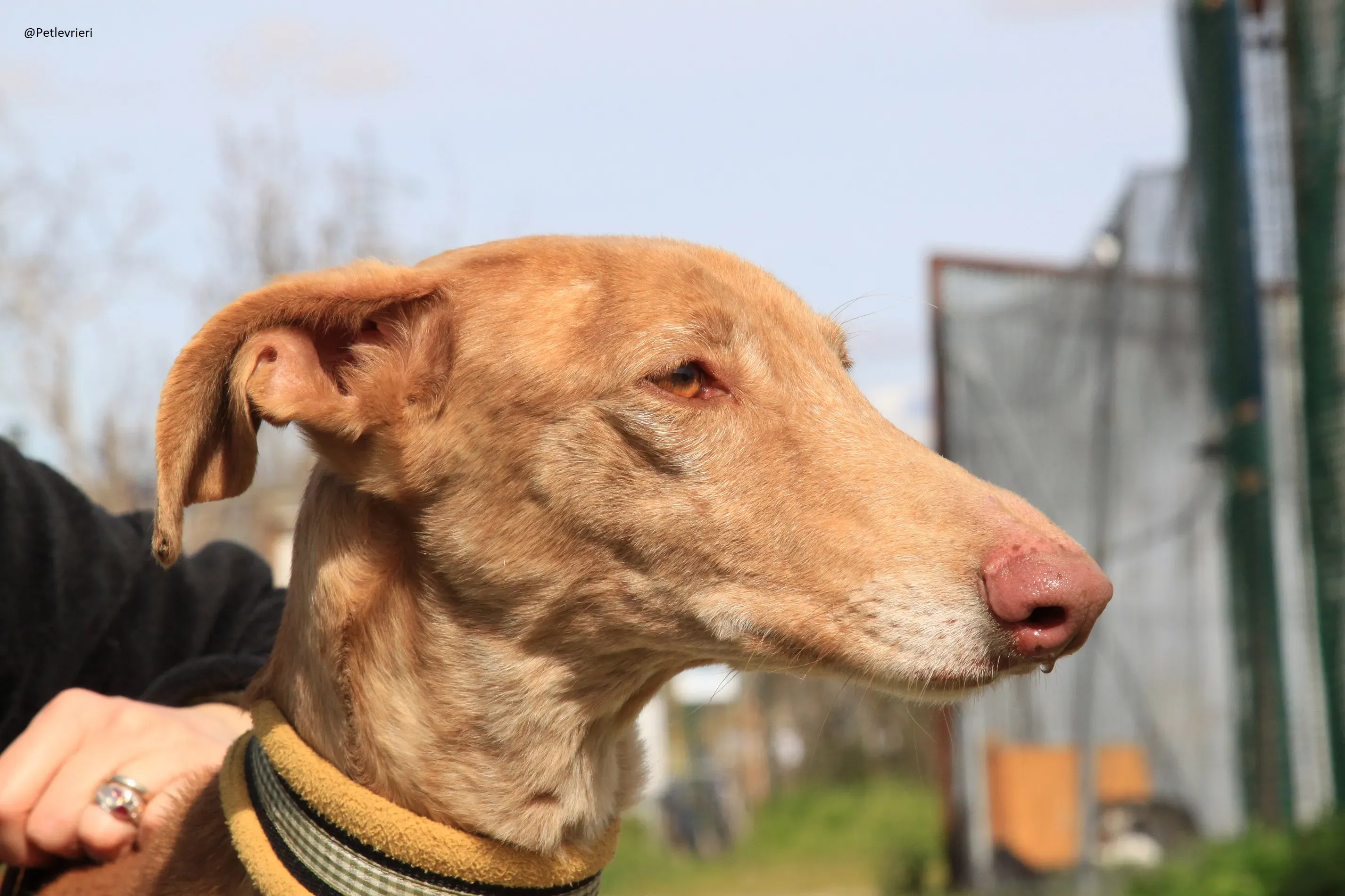 Galga 3200 Galgo Adozione levrieri 28