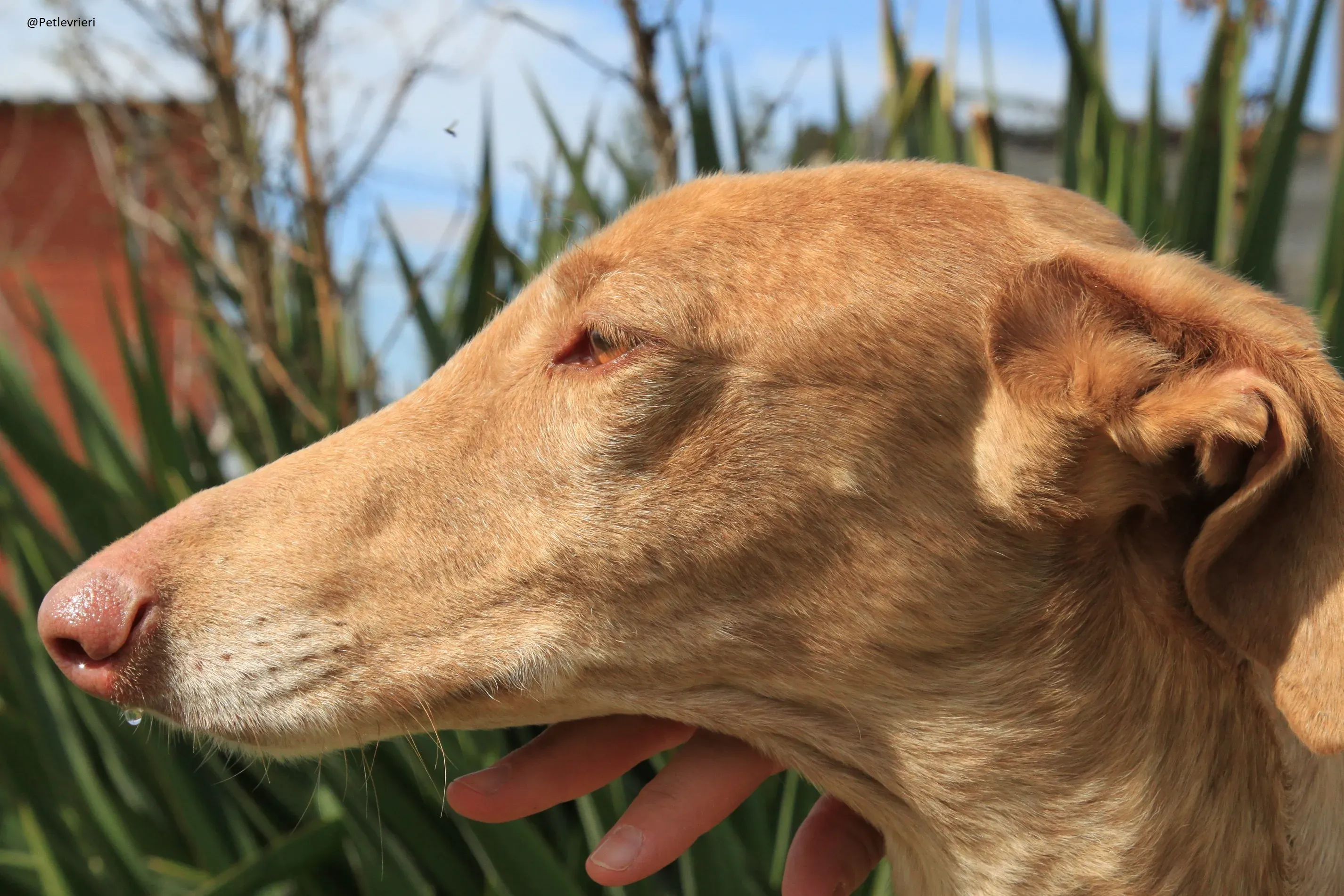 Galga 3200 Galgo Adozione levrieri 3