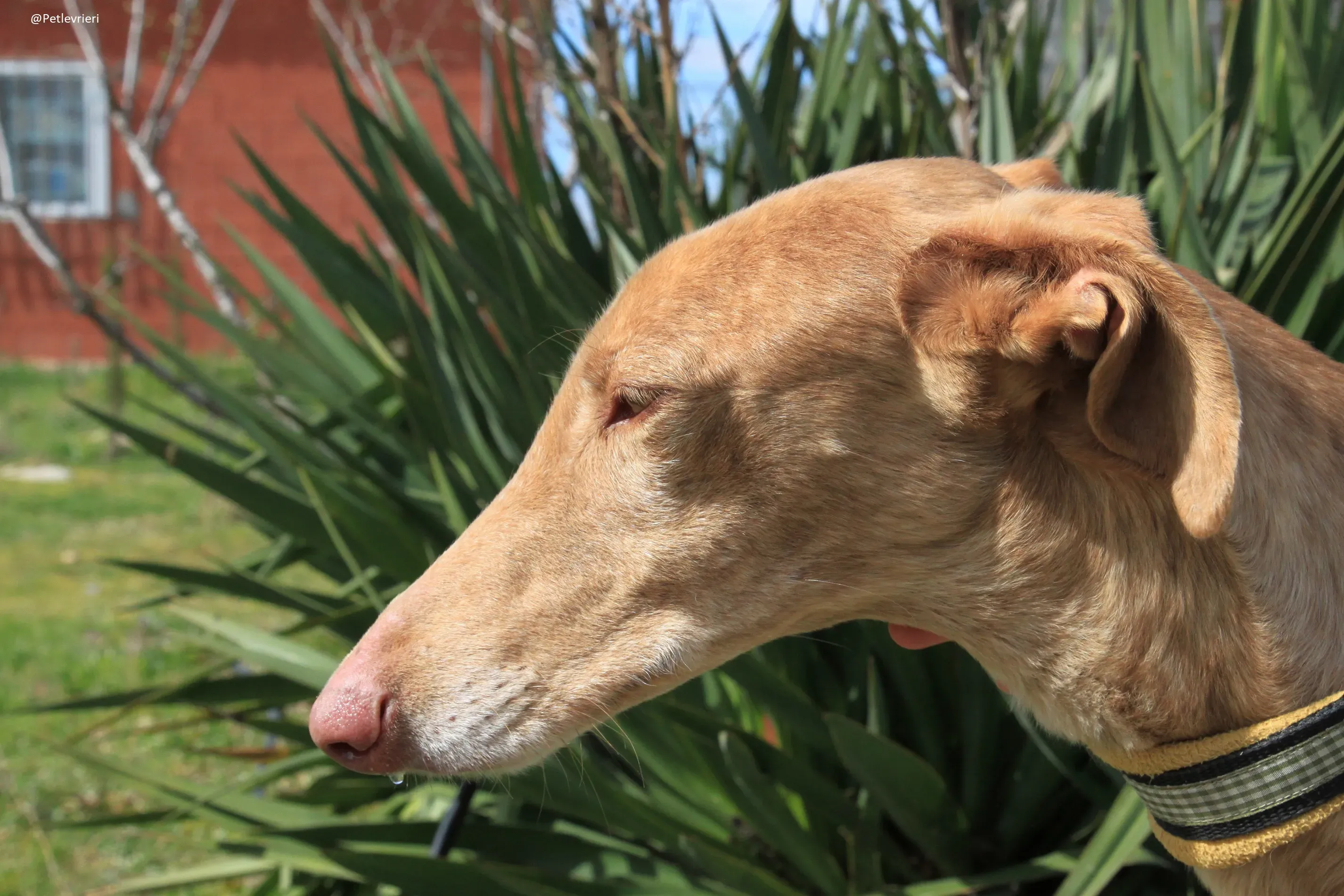 Galga 3200 Galgo Adozione levrieri 4