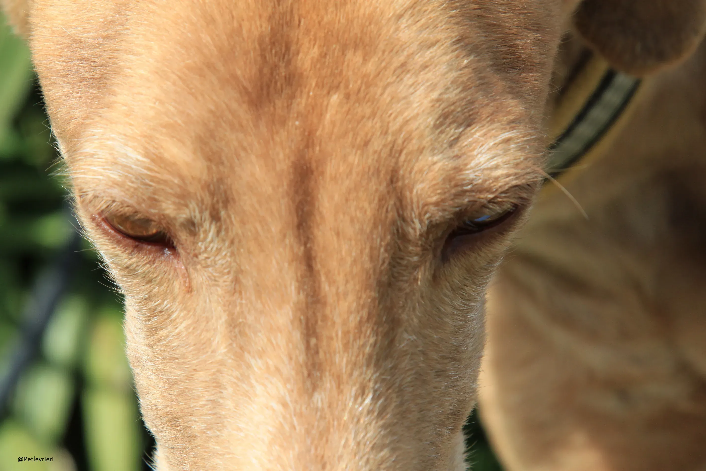 Galga 3200 Galgo Adozione levrieri 5