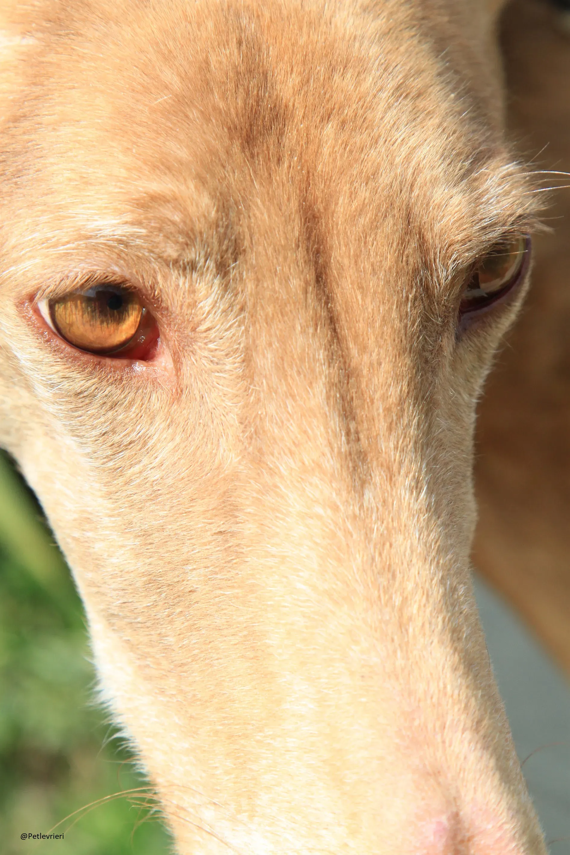 Galga 3200 Galgo Adozione levrieri 6