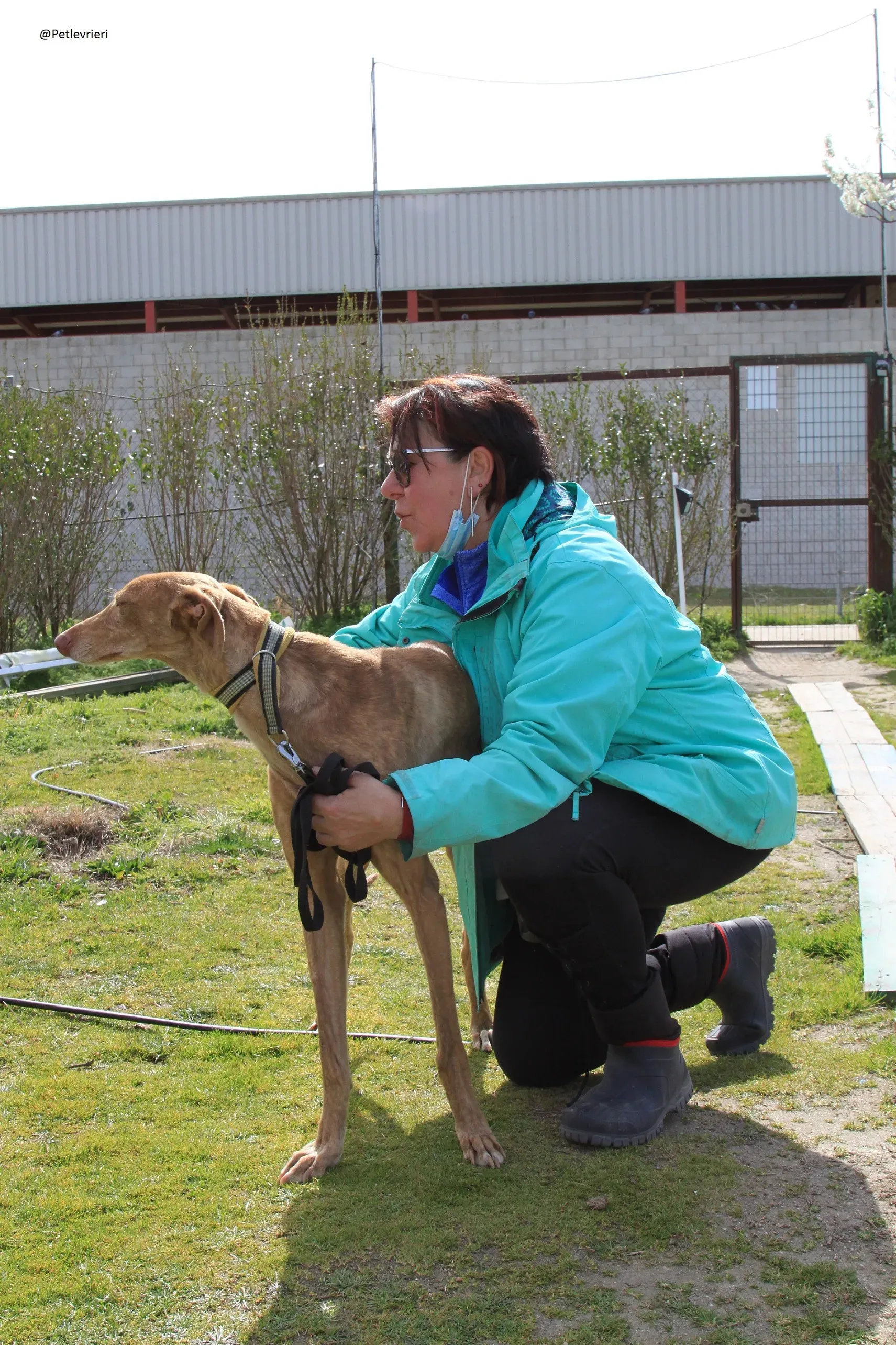 Galga 3200 Galgo Adozione levrieri 7