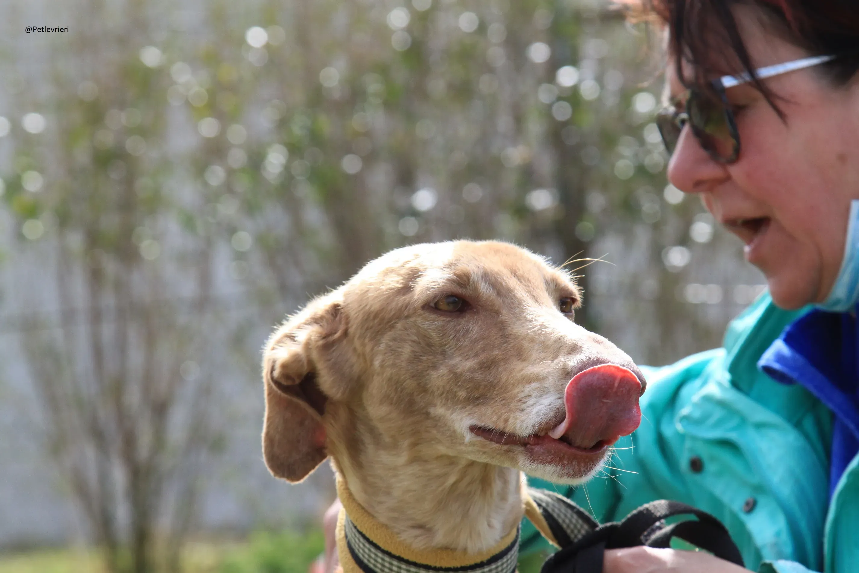 Galga 3200 Galgo Adozione levrieri 8