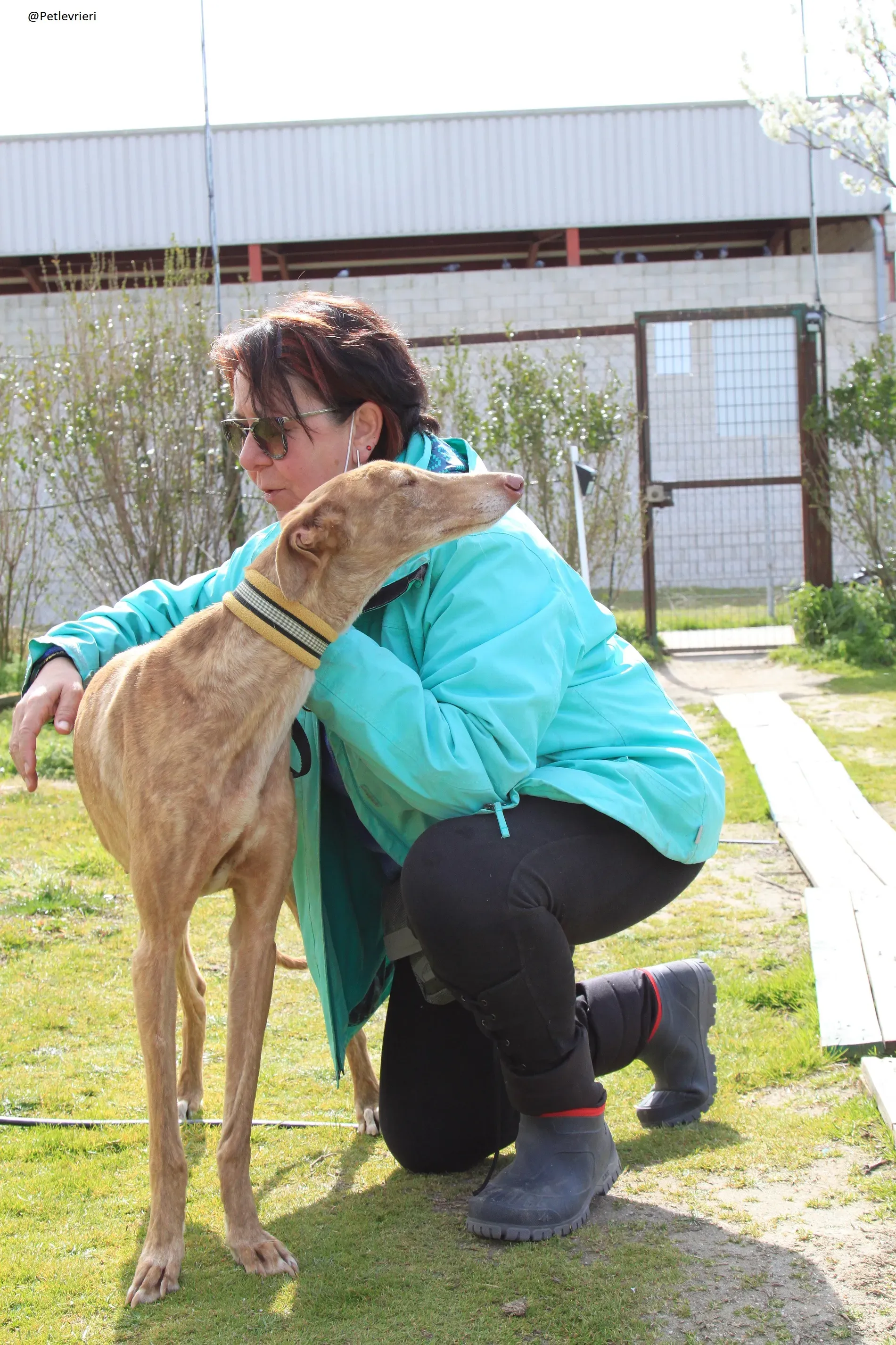 Galga 3200 Galgo Adozione levrieri 9