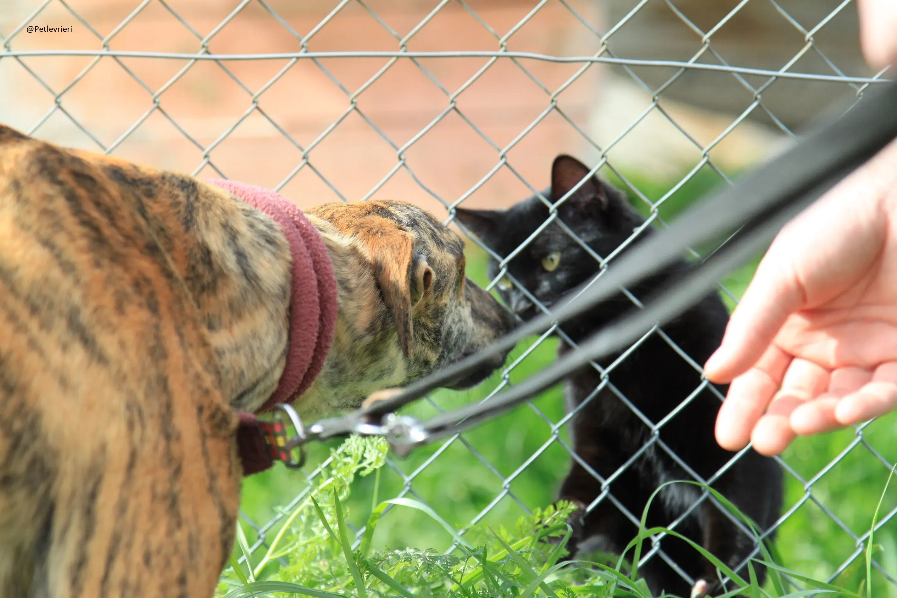 Galga 3205 Galgo Adozione levrieri 1