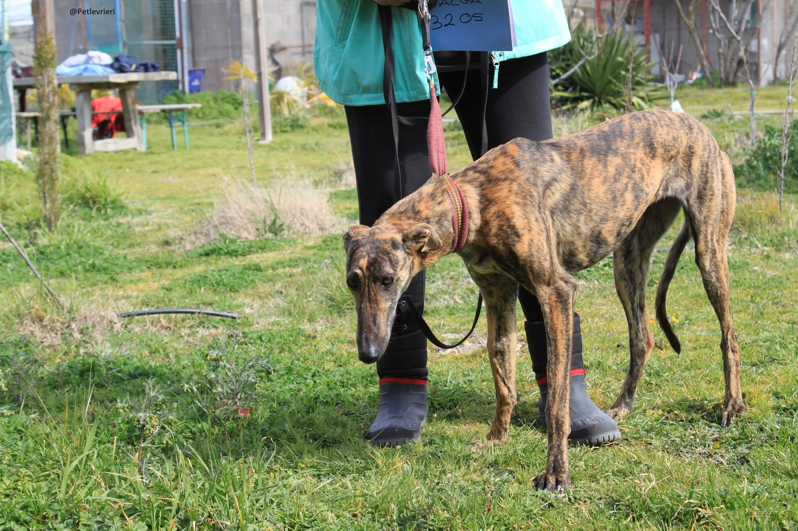 Galga 3205 Galgo Adozione levrieri 10