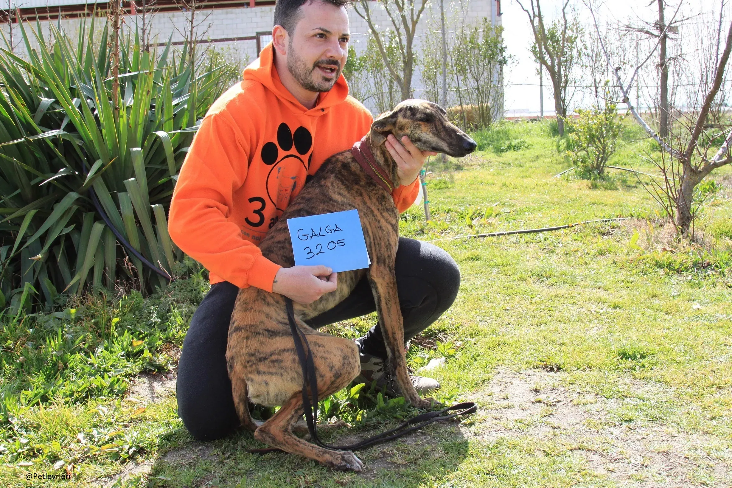 Galga 3205 Galgo Adozione levrieri 12