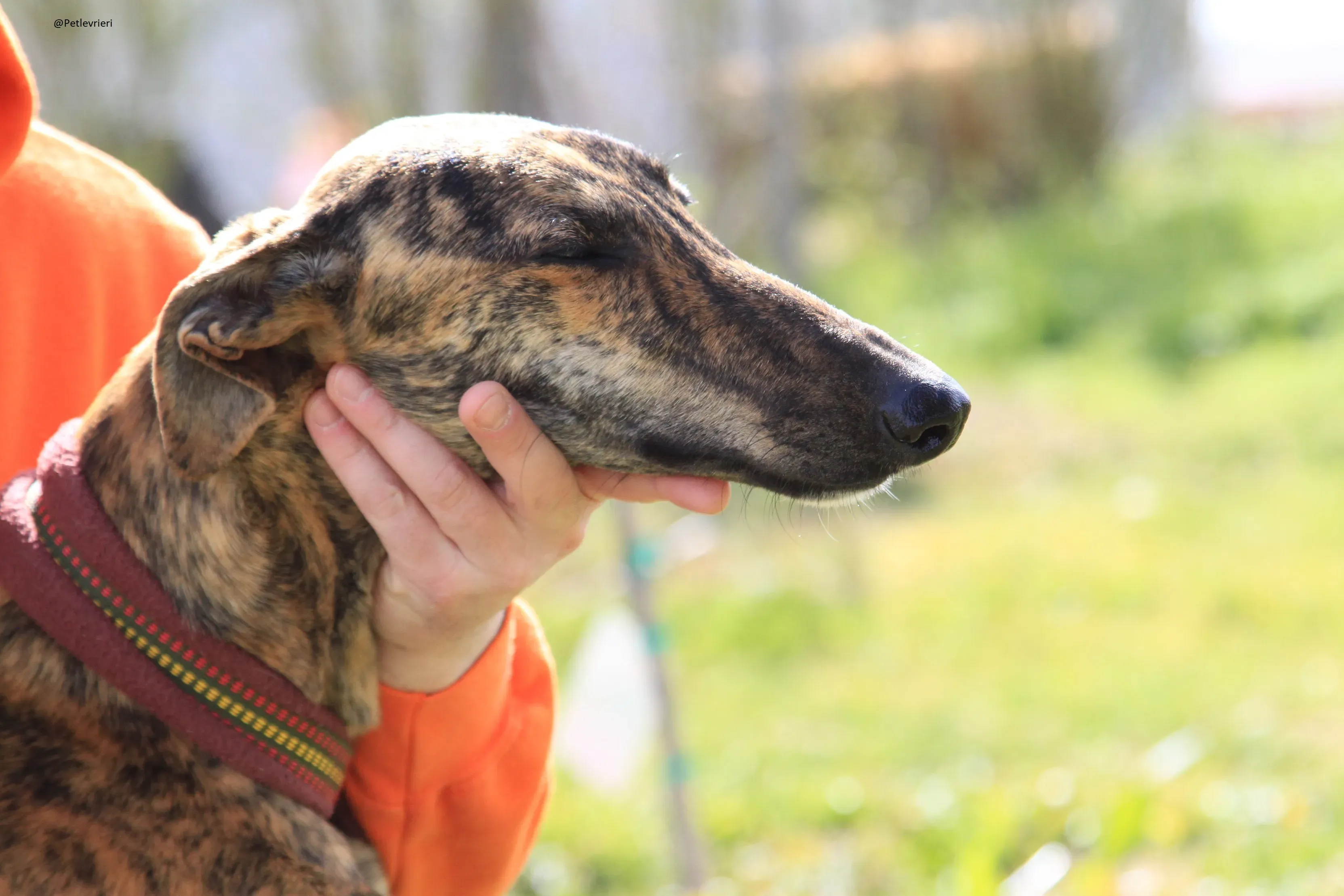 Galga 3205 Galgo Adozione levrieri 13