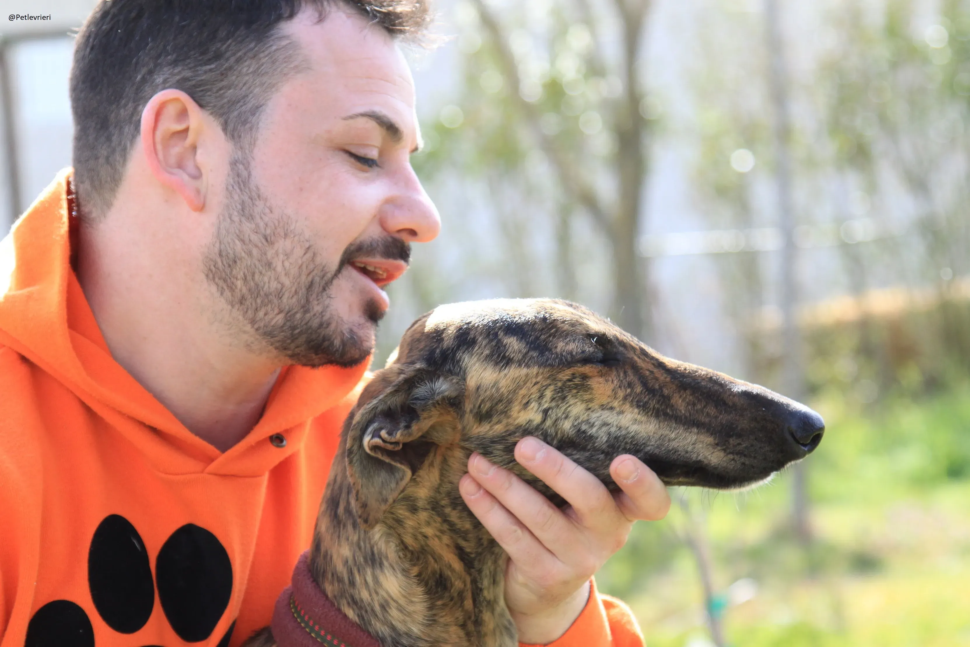 Galga 3205 Galgo Adozione levrieri 14