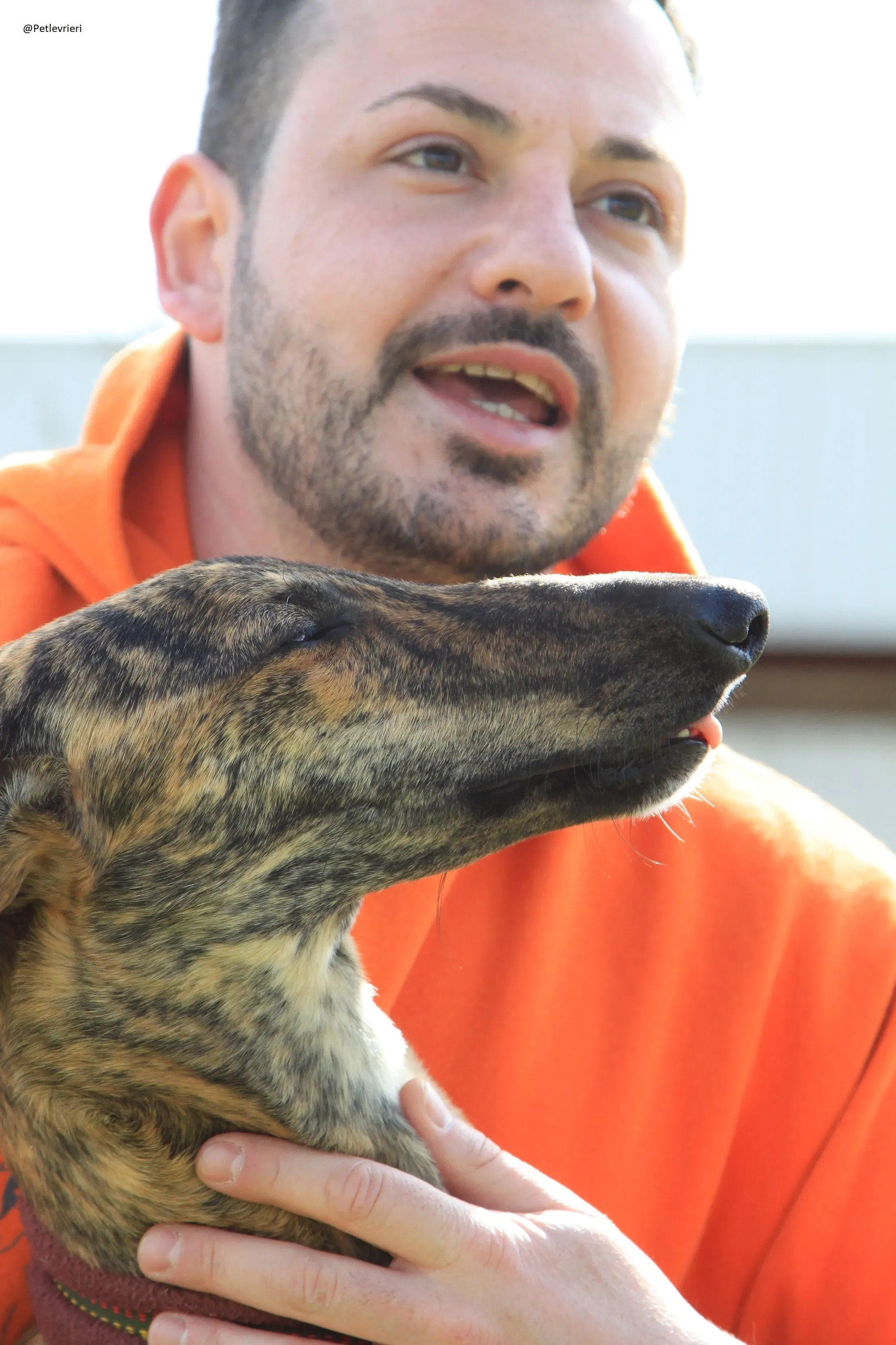 Galga 3205 Galgo Adozione levrieri 15