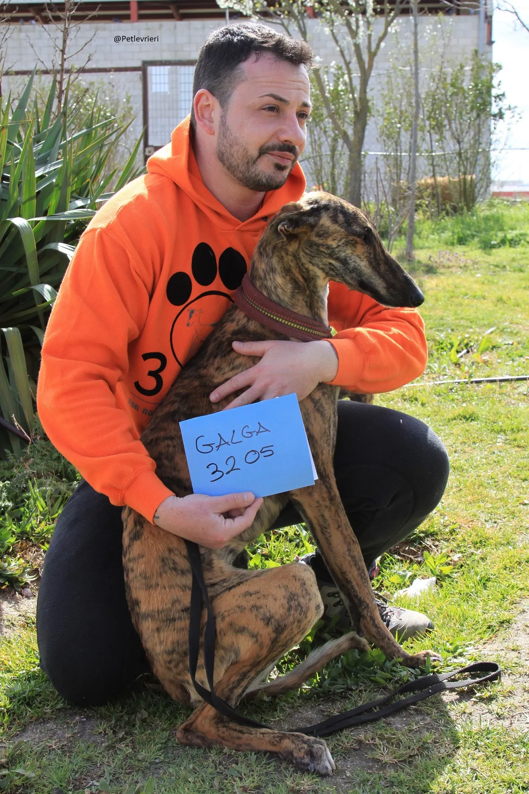 Galga 3205 Galgo Adozione levrieri 16