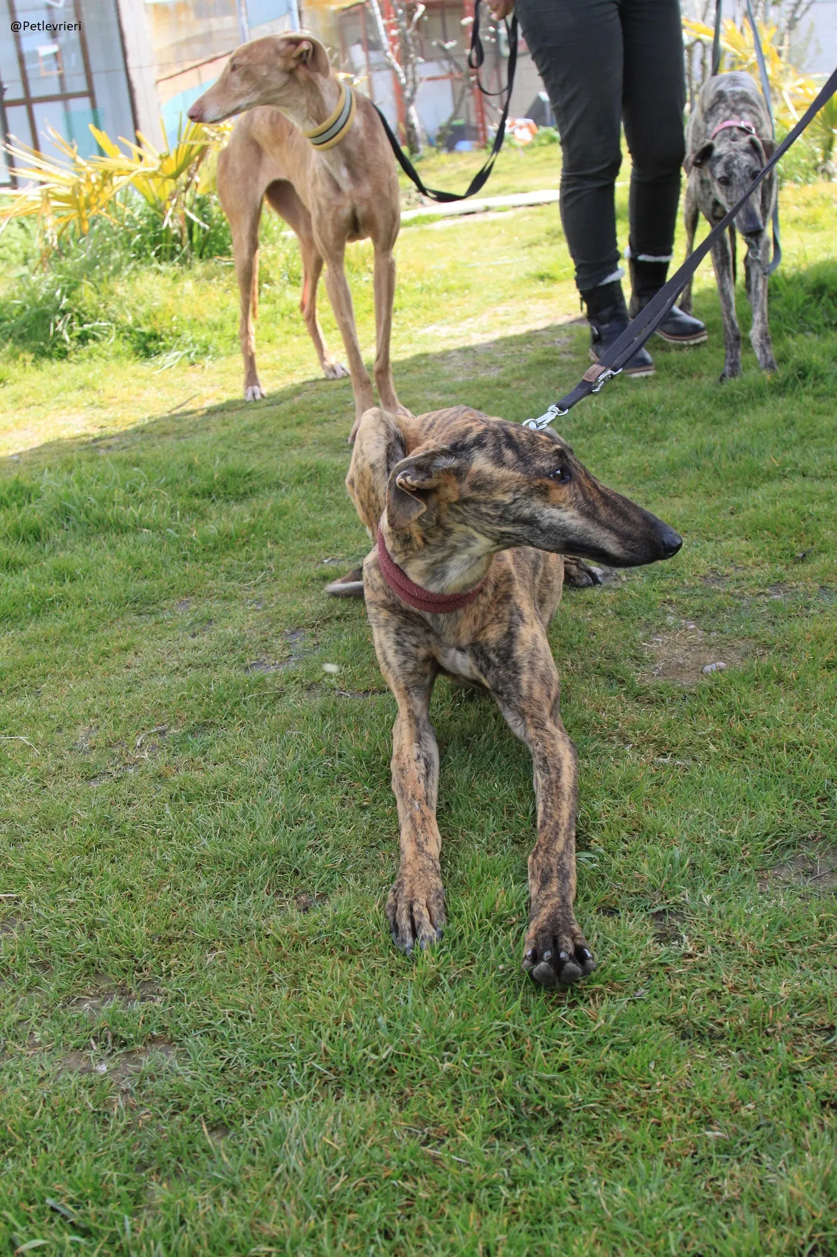 Galga 3205 Galgo Adozione levrieri 18