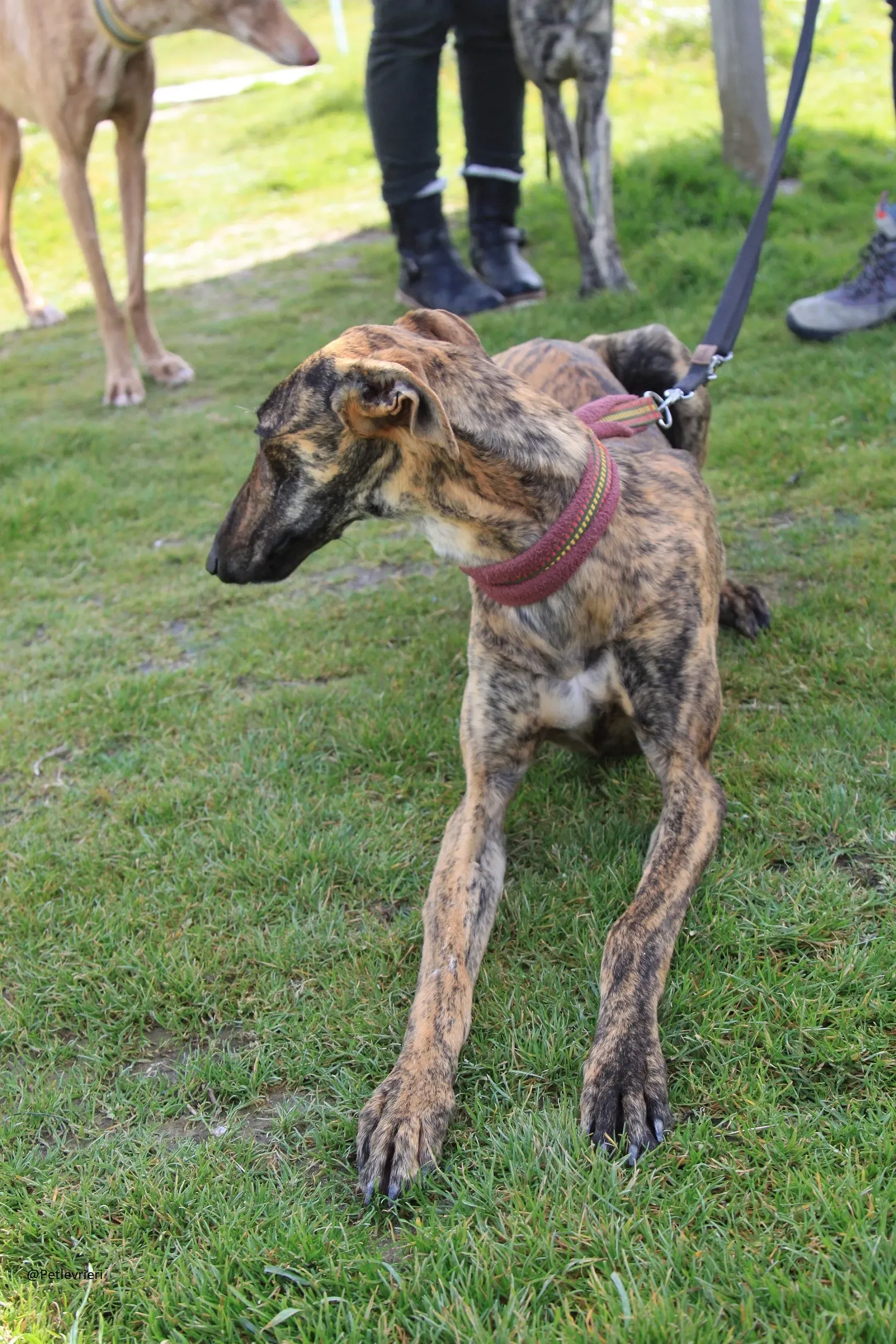 Galga 3205 Galgo Adozione levrieri 19