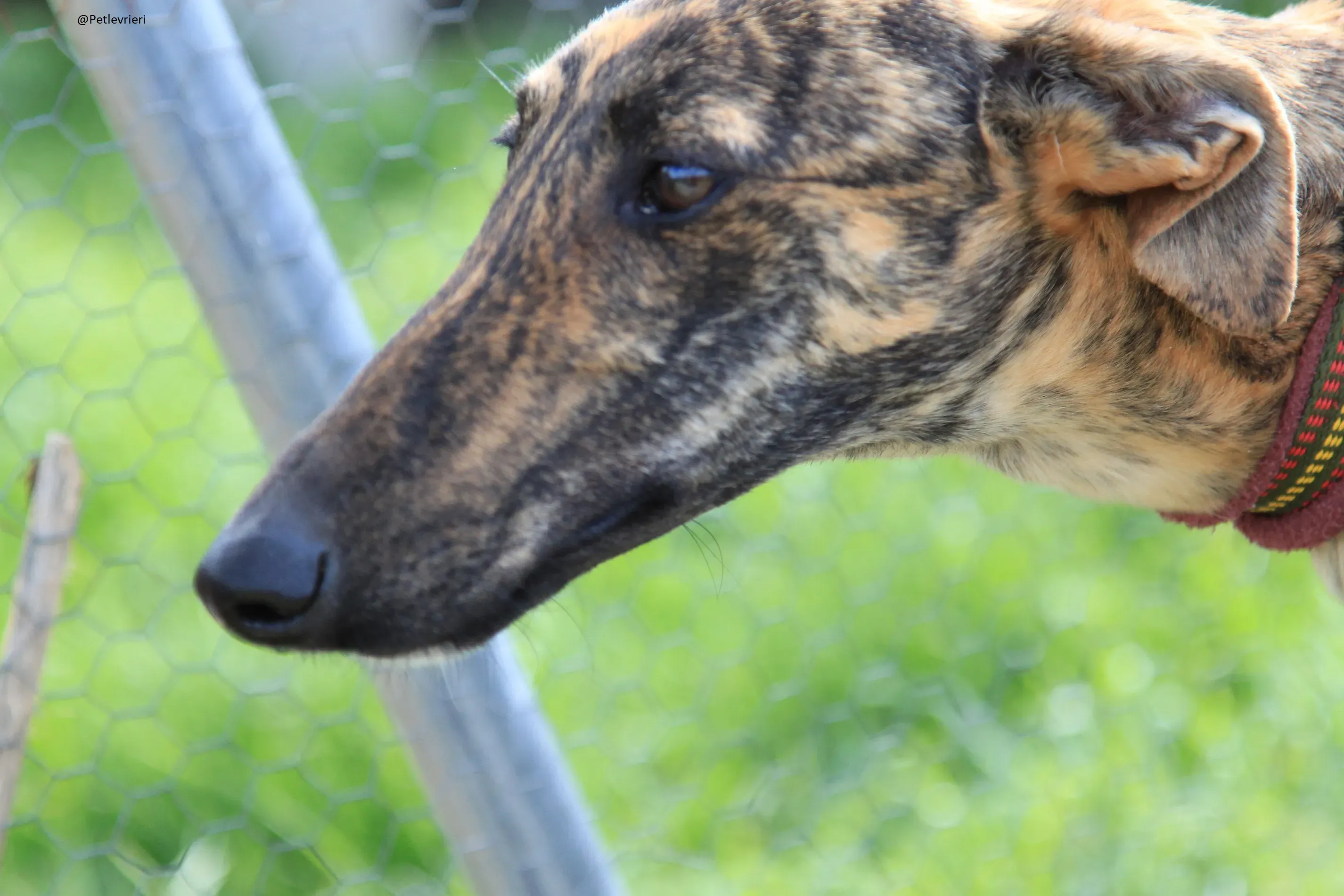 Galga 3205 Galgo Adozione levrieri 2