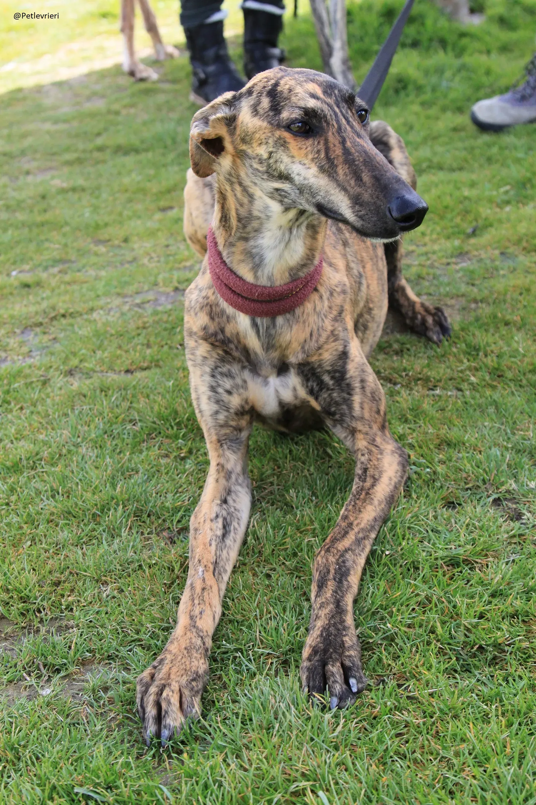 Galga 3205 Galgo Adozione levrieri 20