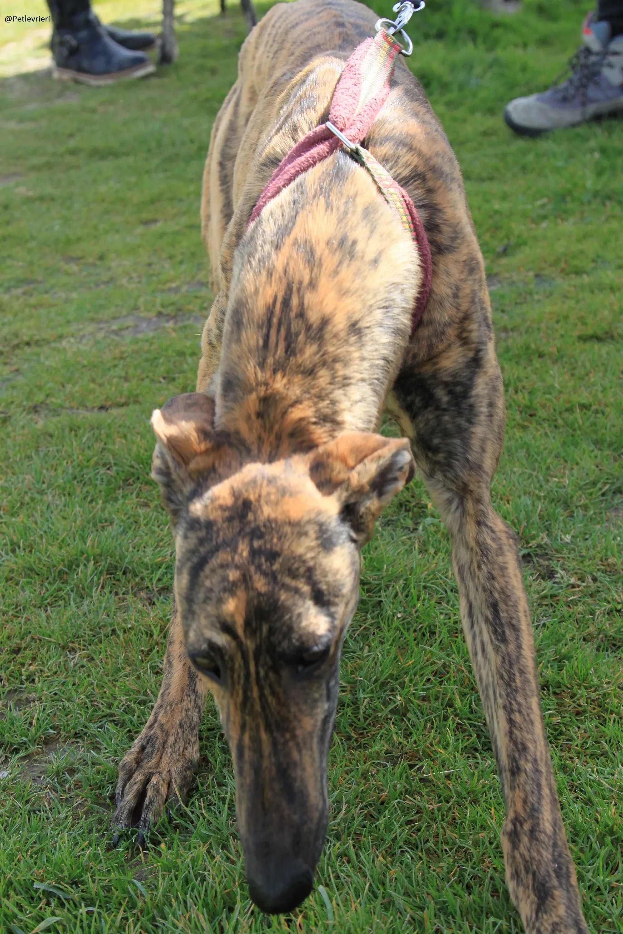 Galga 3205 Galgo Adozione levrieri 21