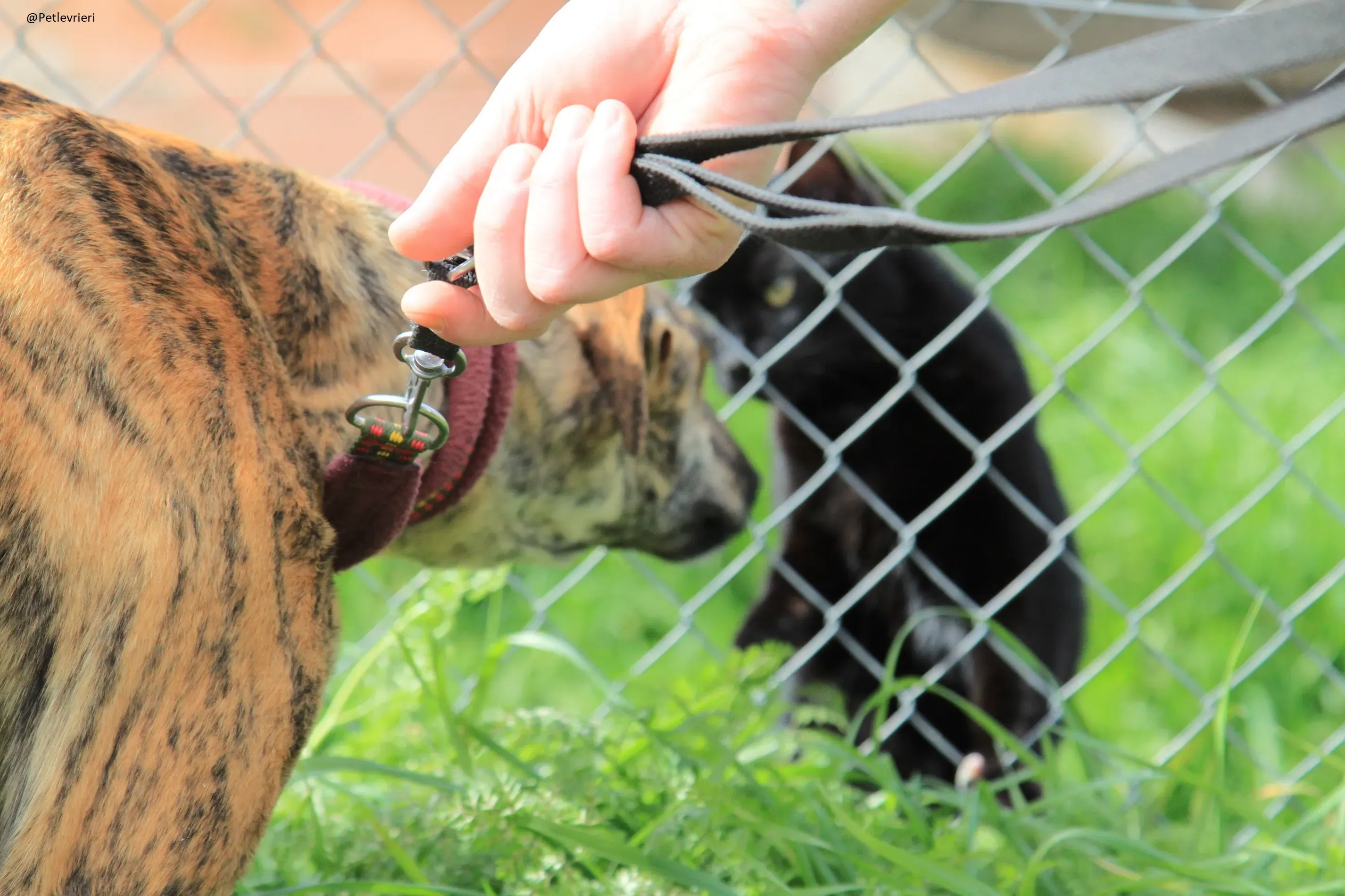 Galga 3205 Galgo Adozione levrieri 22