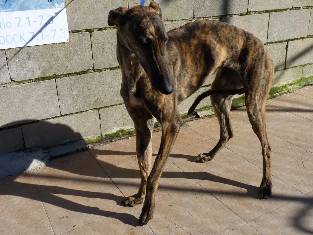 Galga 3205 Galgo Adozione levrieri 23