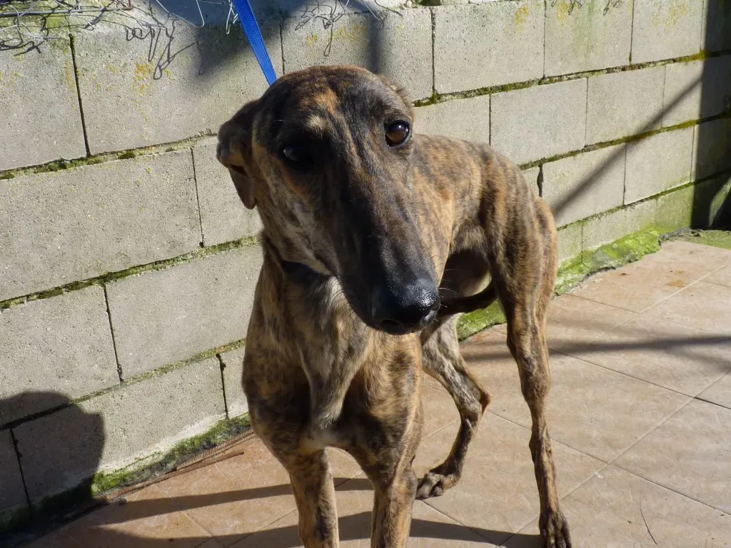 Galga 3205 Galgo Adozione levrieri 24