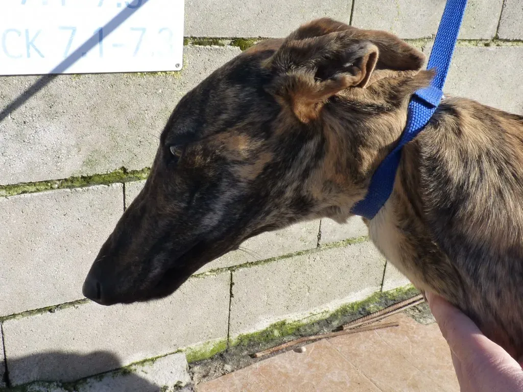 Galga 3205 Galgo Adozione levrieri 25