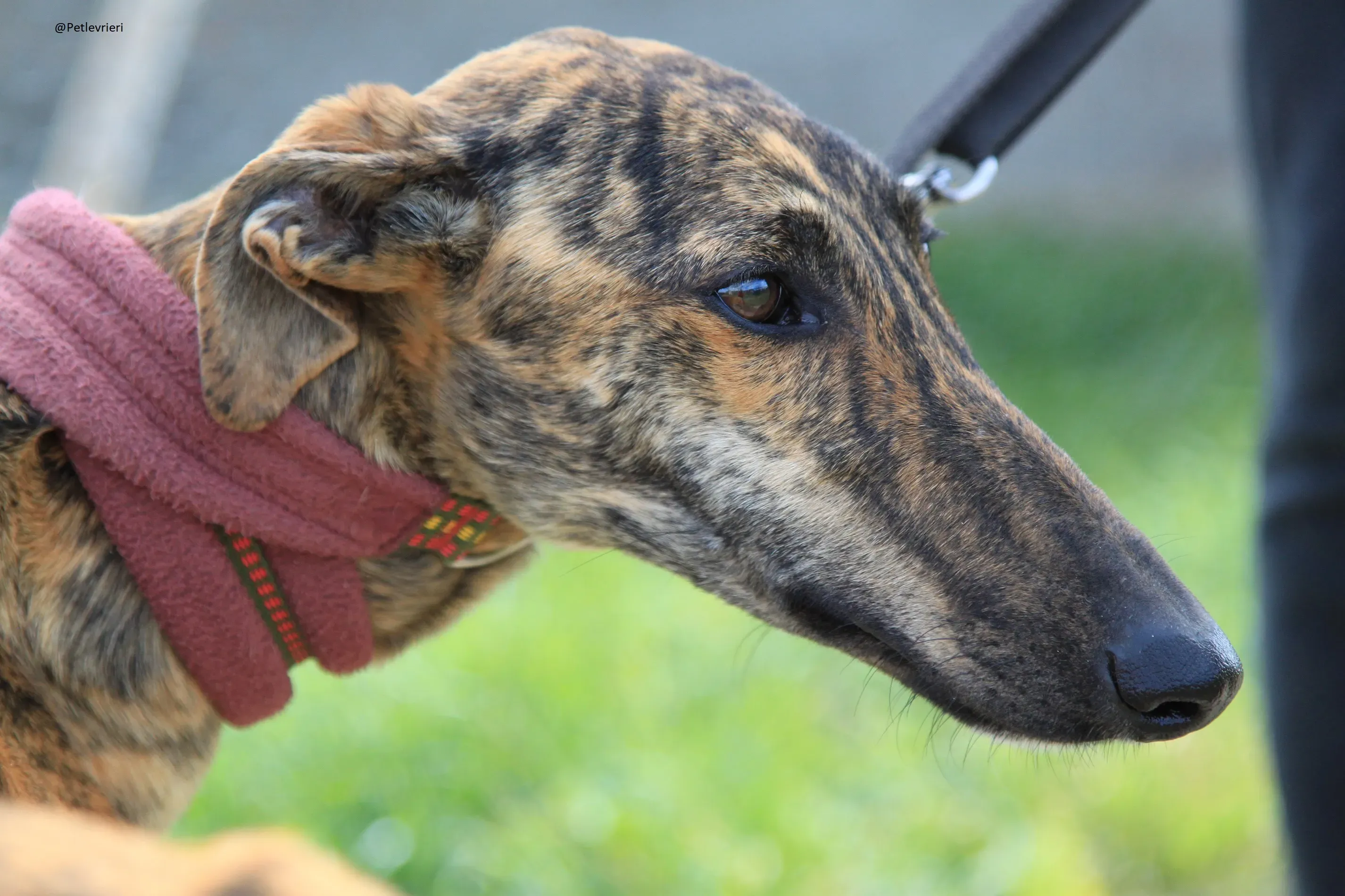 Galga 3205 Galgo Adozione levrieri 3