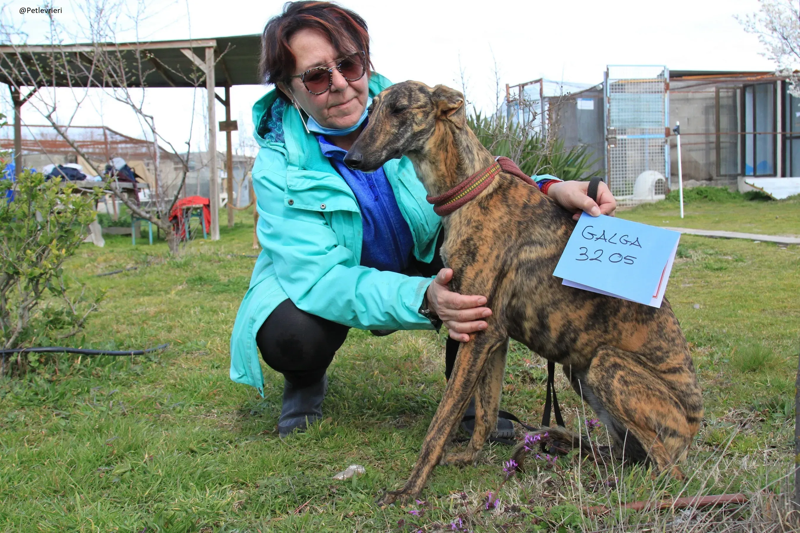 Galga 3205 Galgo Adozione levrieri 4