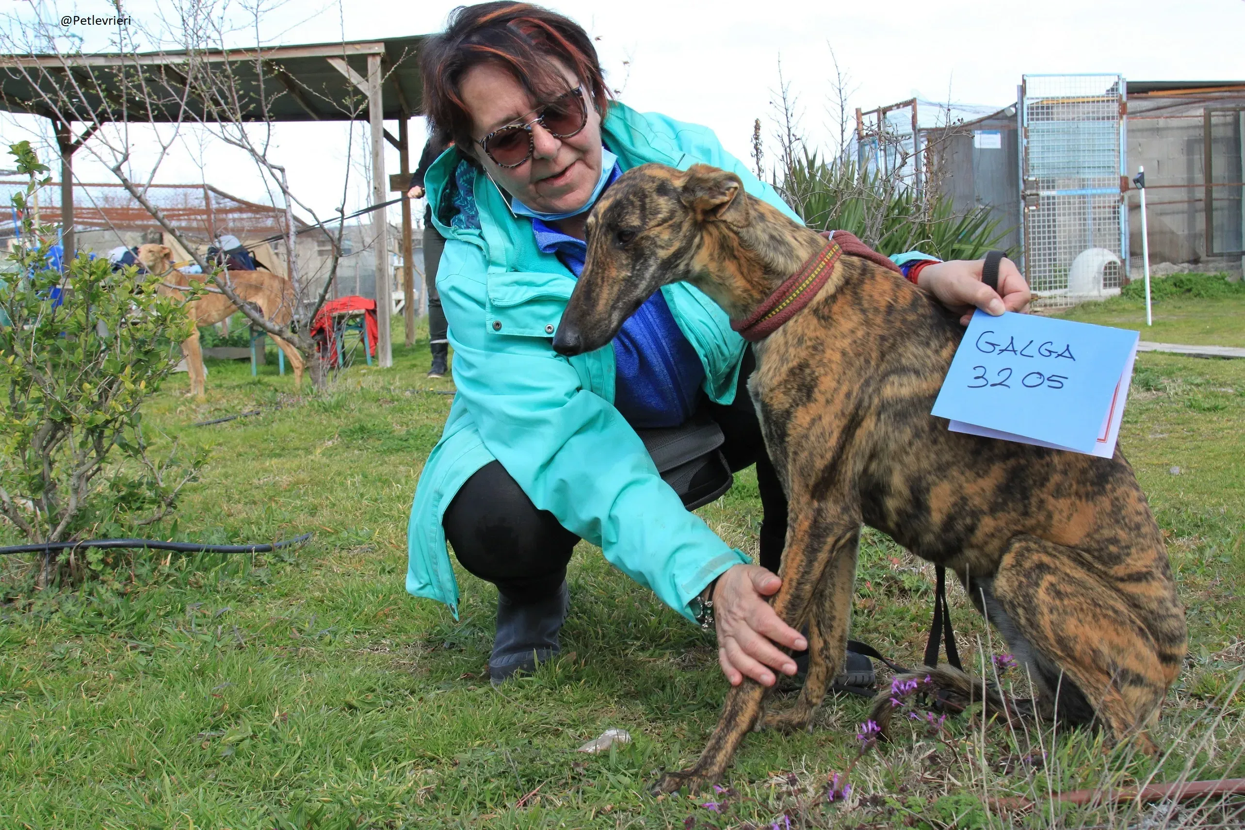 Galga 3205 Galgo Adozione levrieri 5