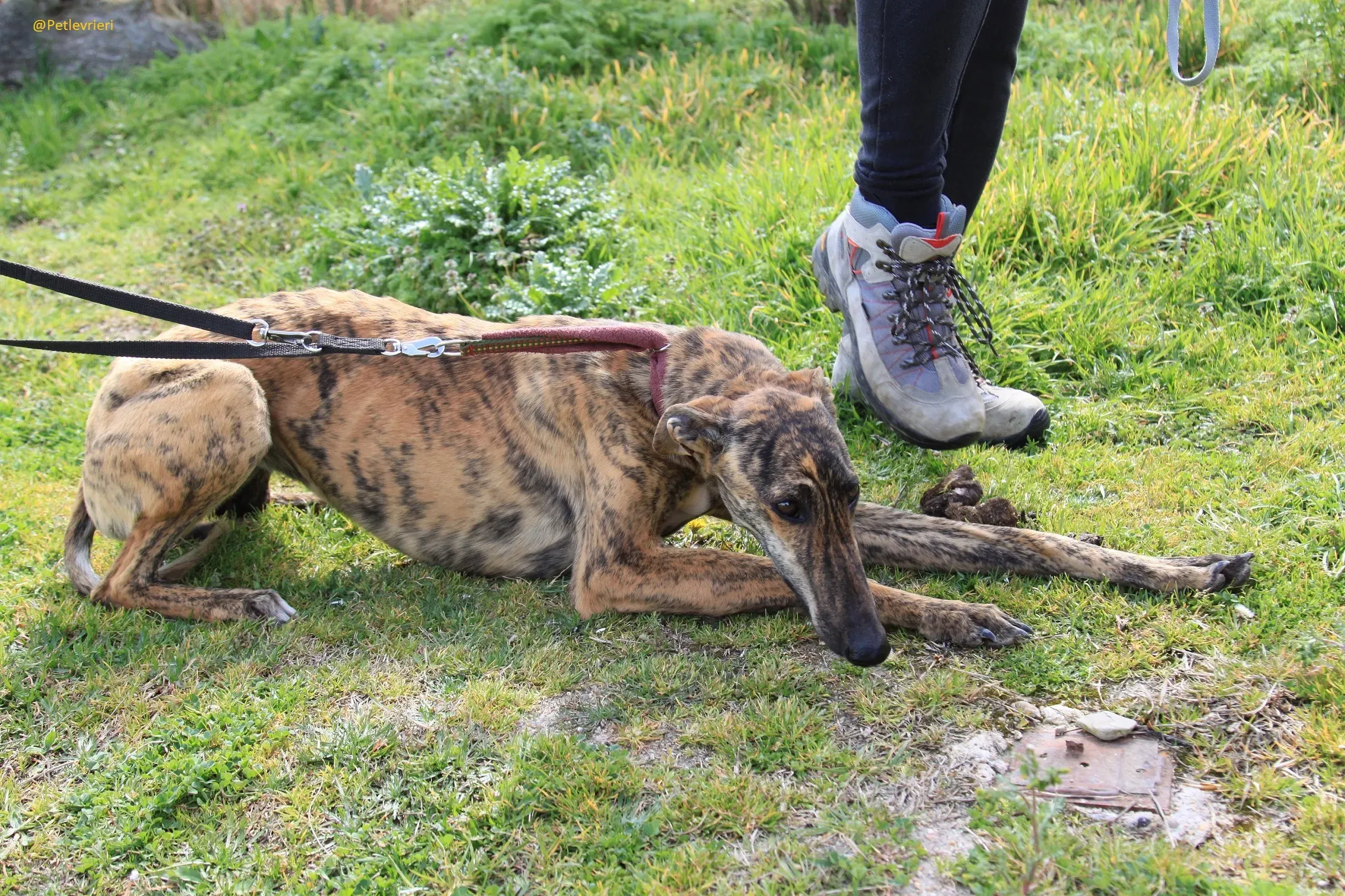 Galga 3205 Galgo Adozione levrieri 6