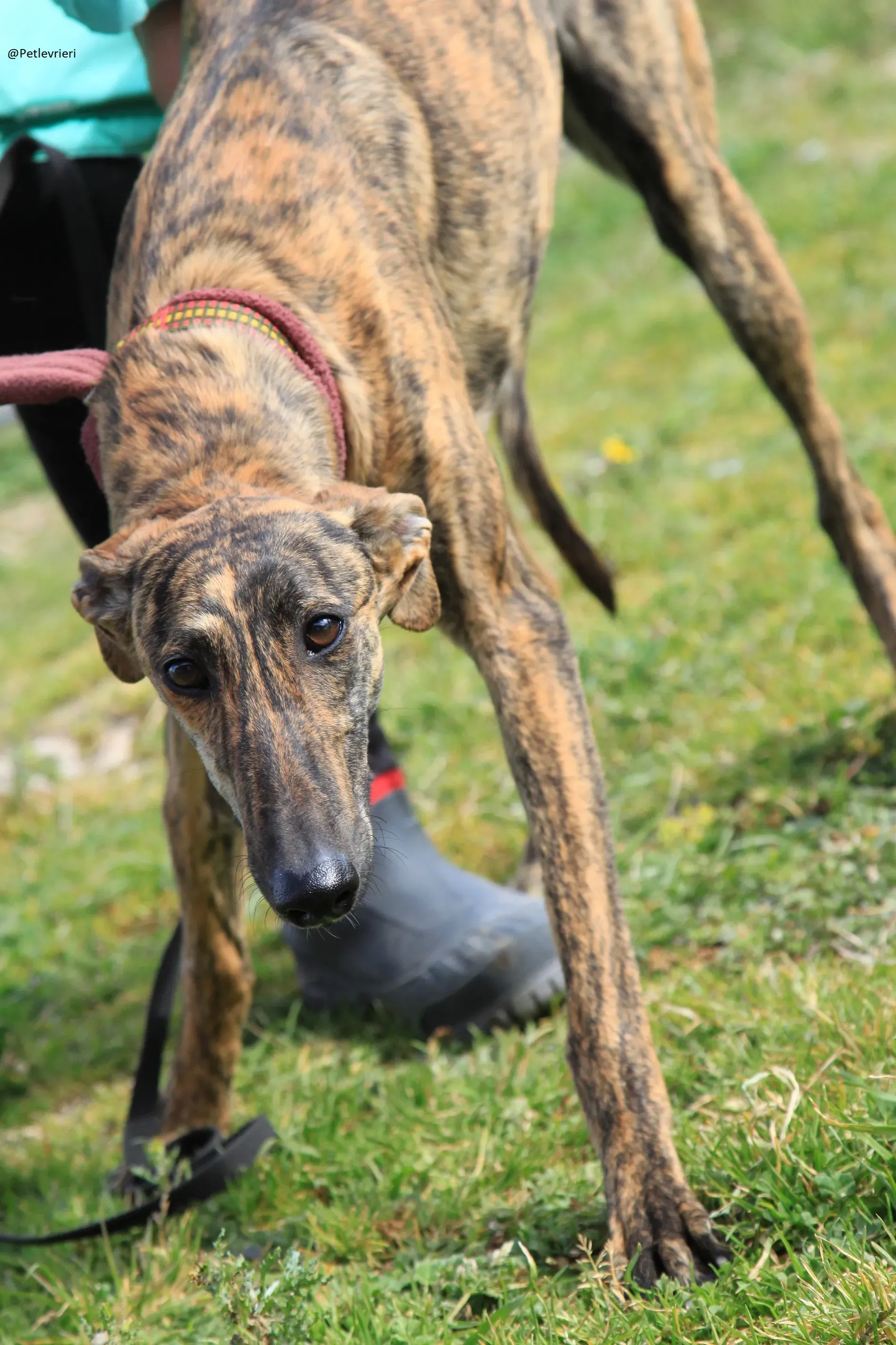 Galga 3205 Galgo Adozione levrieri 7