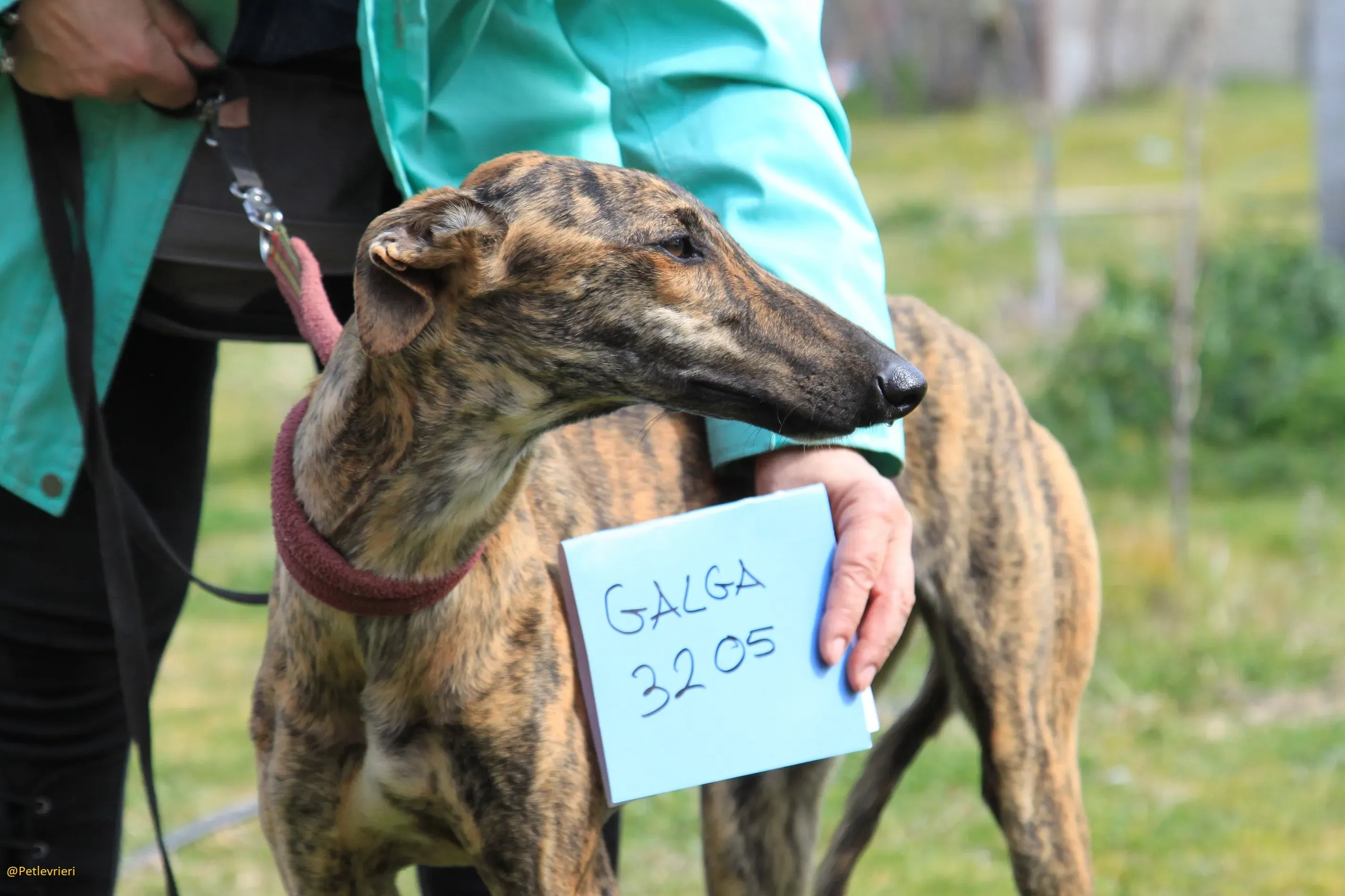 Galga 3205 Galgo Adozione levrieri 8