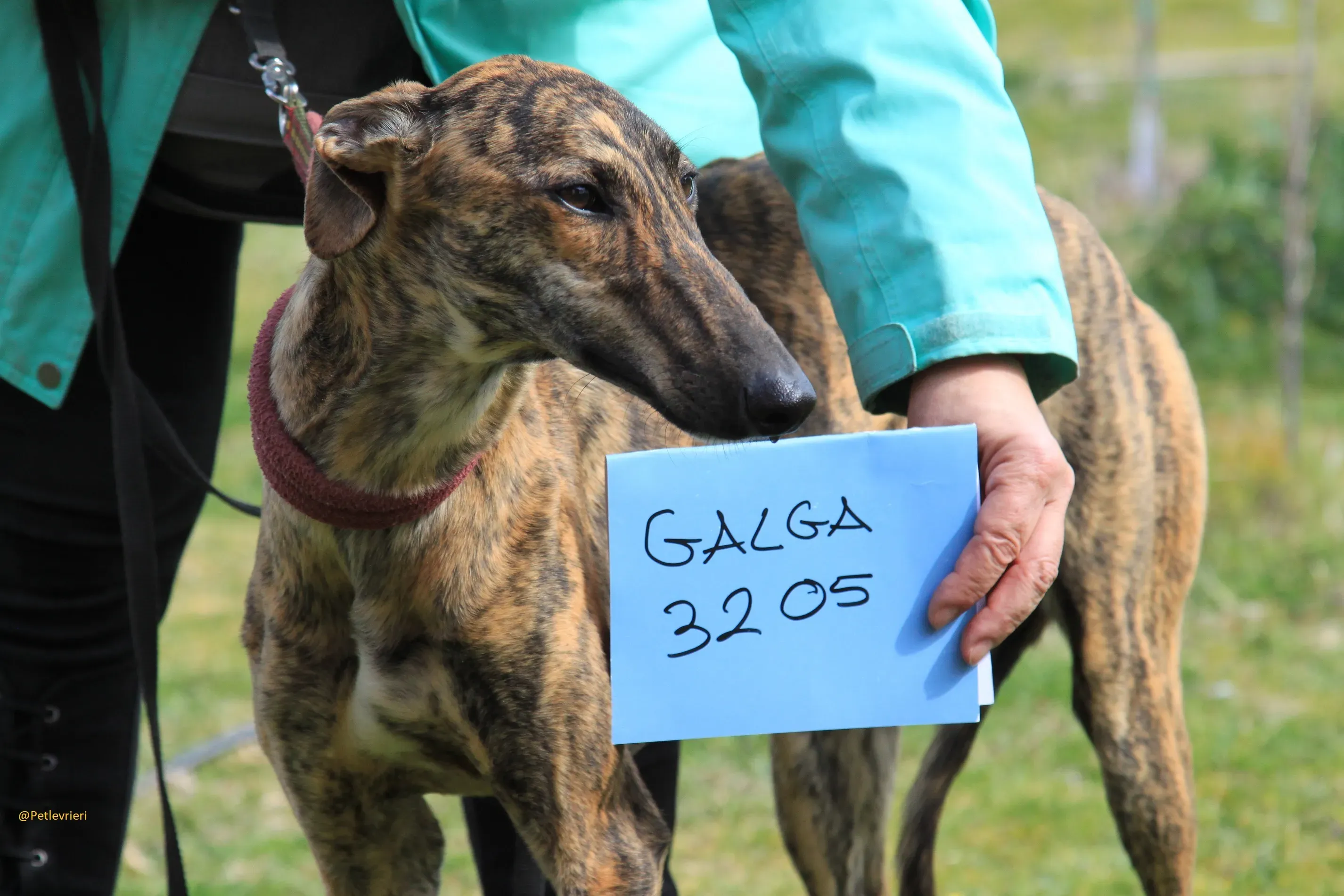 Galga 3205 Galgo Adozione levrieri 9