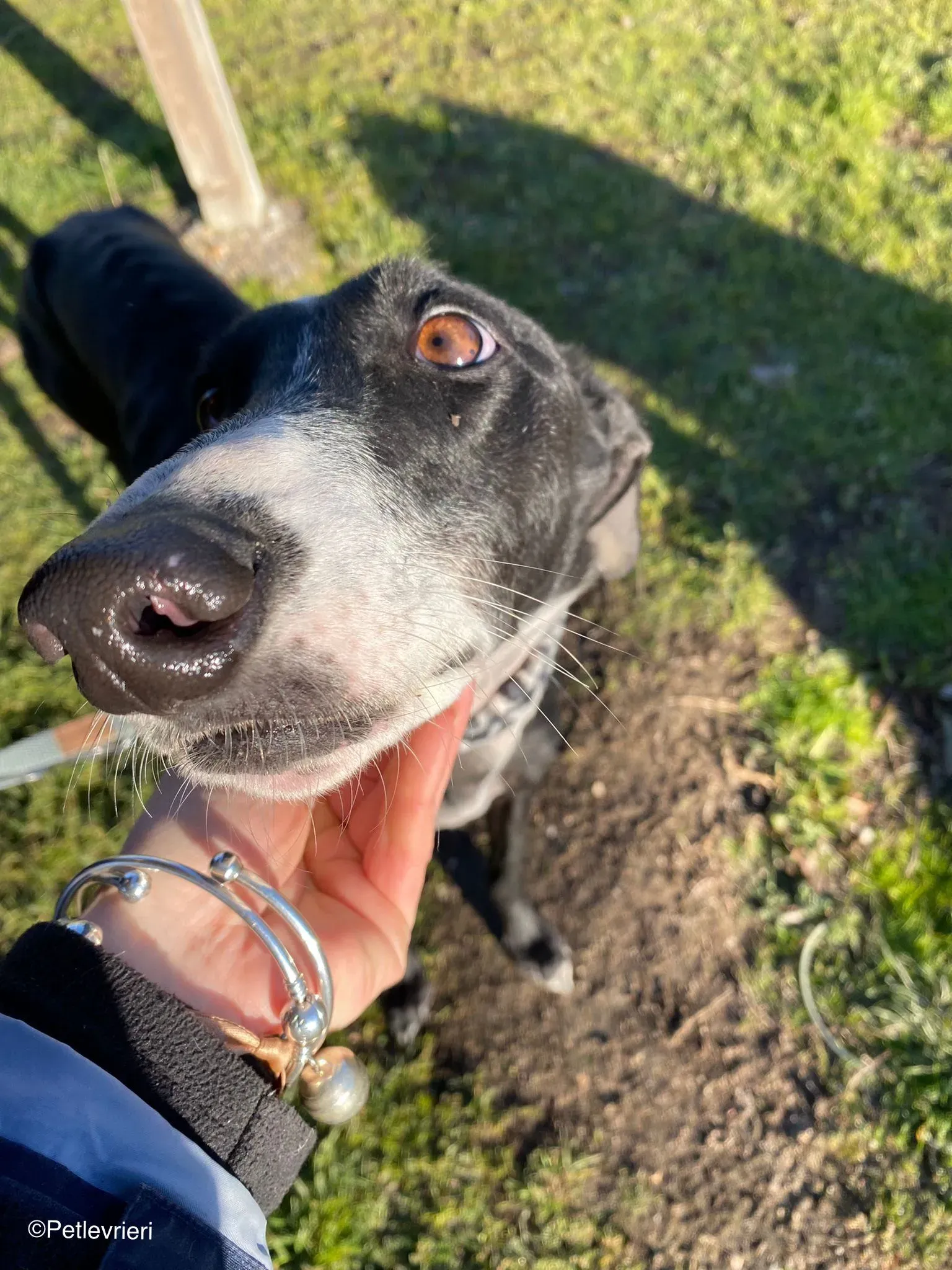 Galga chip 2023 adozione levrieri galgo 01