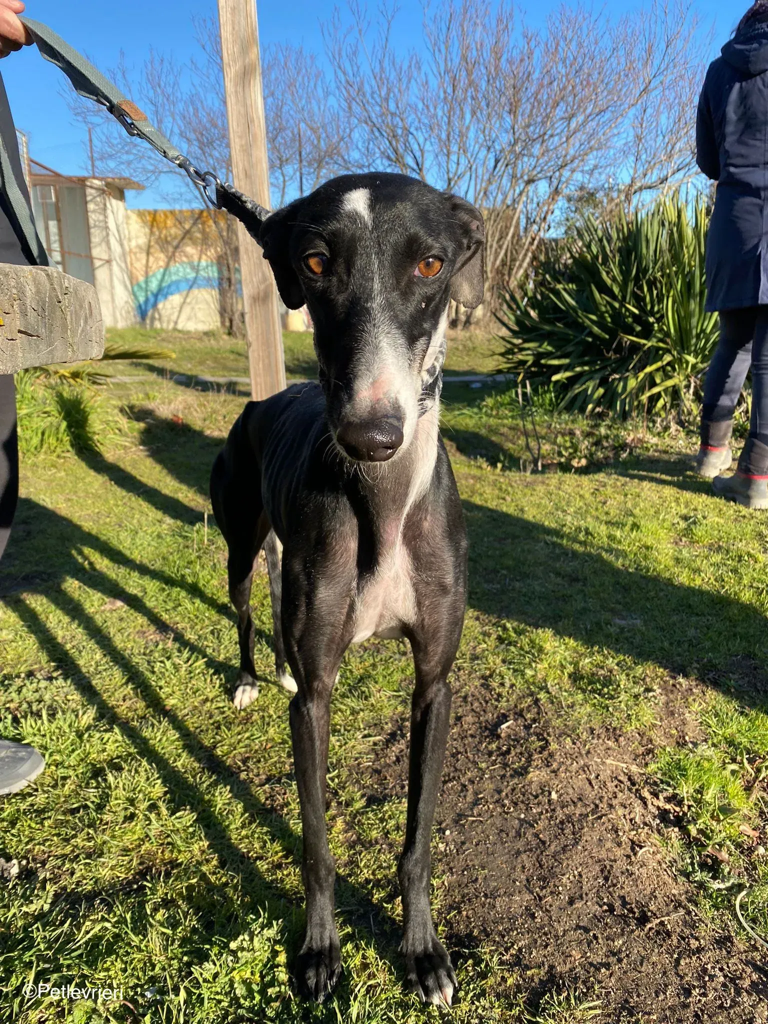 Galga chip 2023 adozione levrieri galgo 02