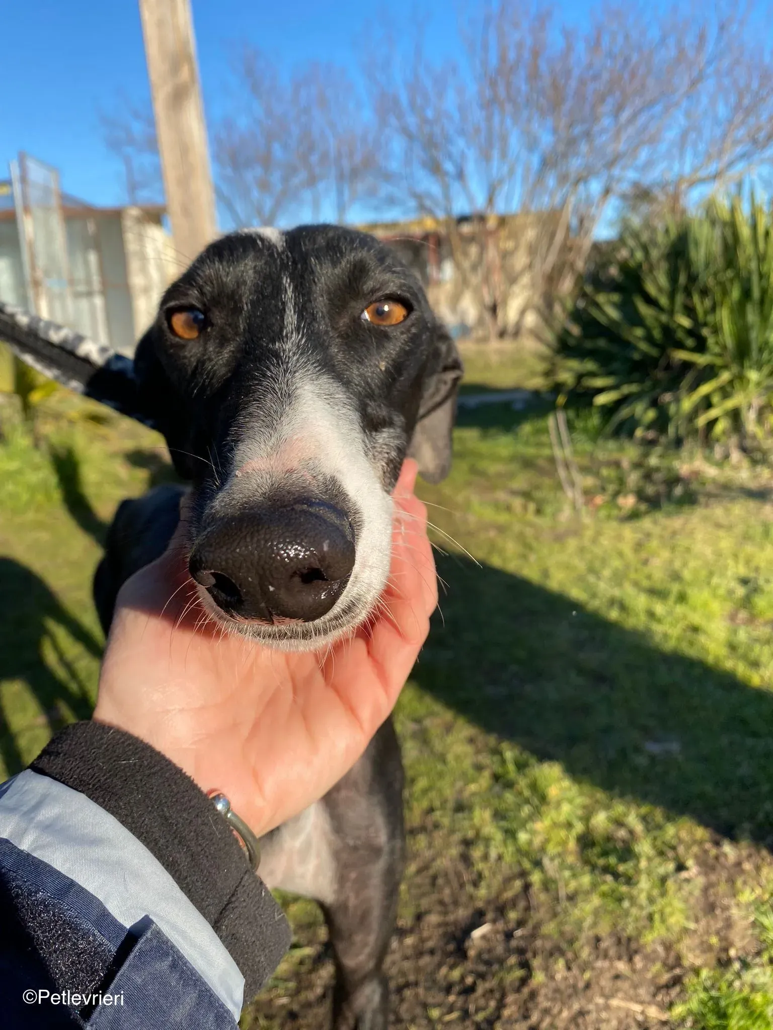 Galga chip 2023 adozione levrieri galgo 03