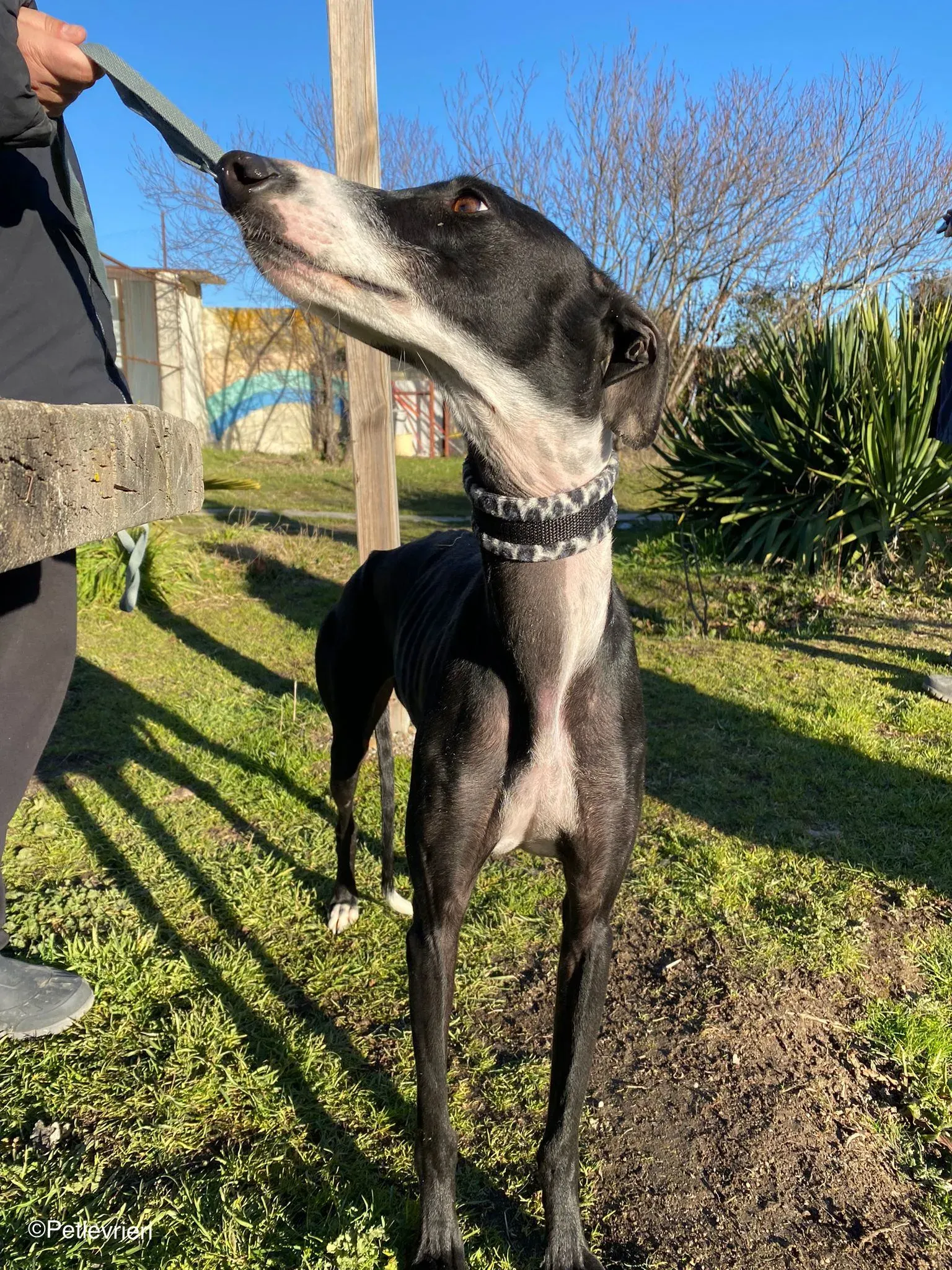 Galga chip 2023 adozione levrieri galgo 04