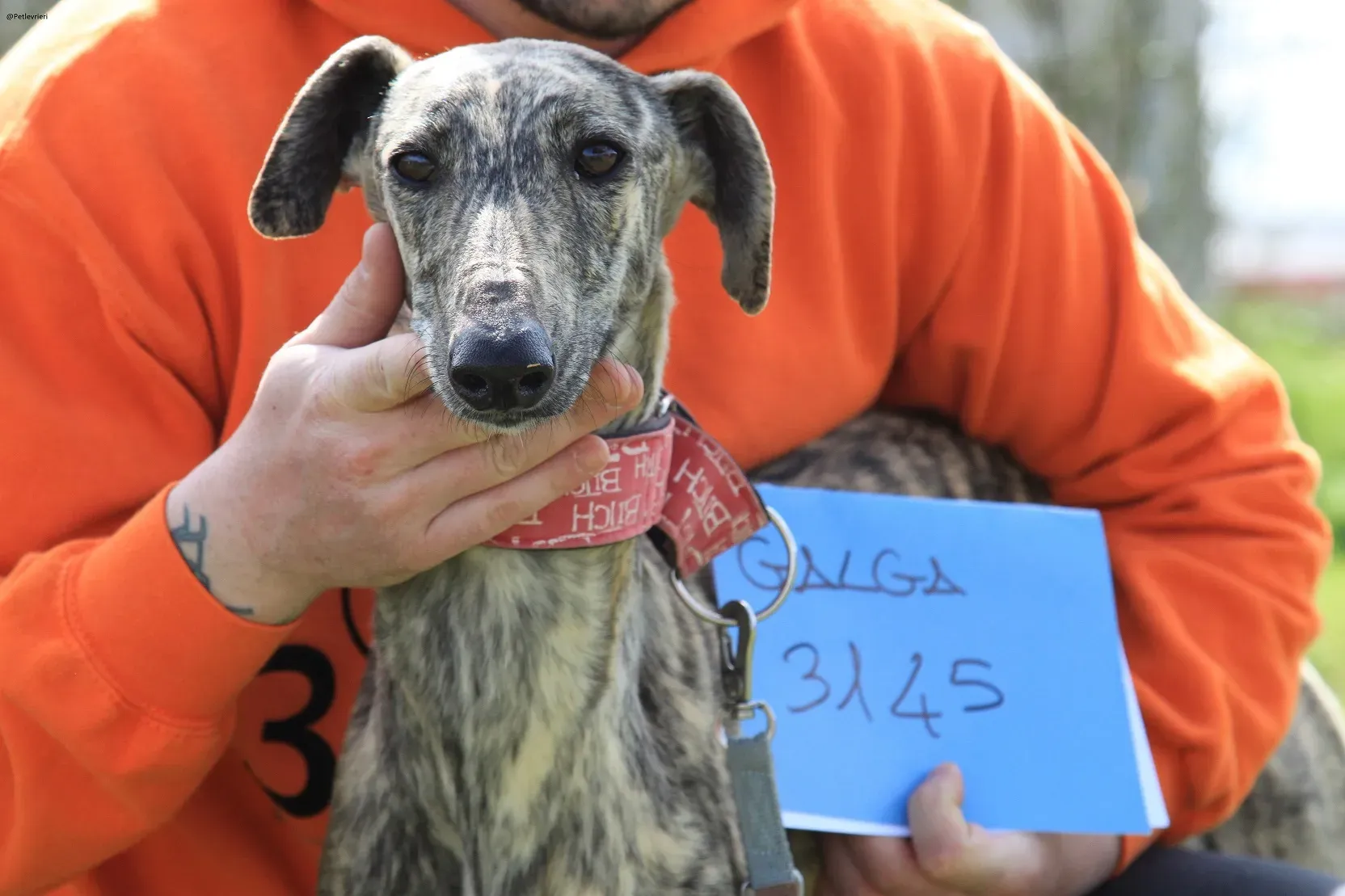 Galga chip 3145 Adozione Levrieri Galgo Scooby 1