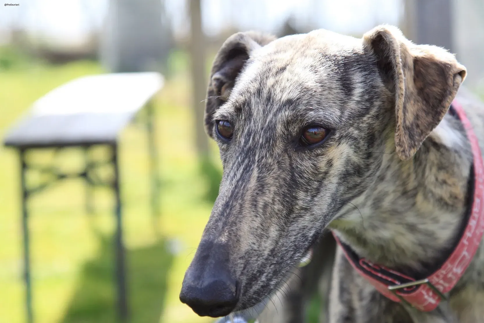 Galga chip 3145 Adozione Levrieri Galgo Scooby 10