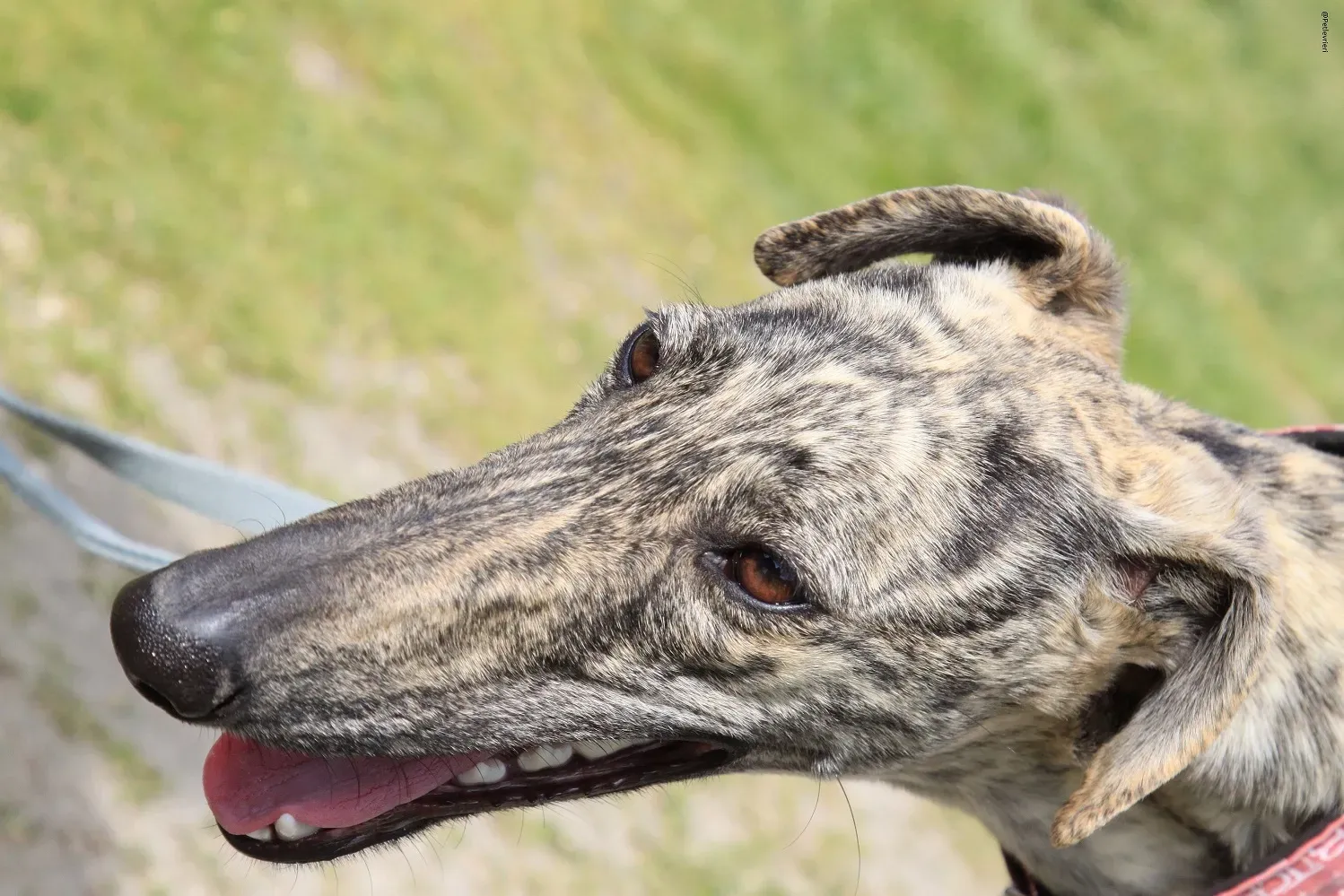 Galga chip 3145 Adozione Levrieri Galgo Scooby 16