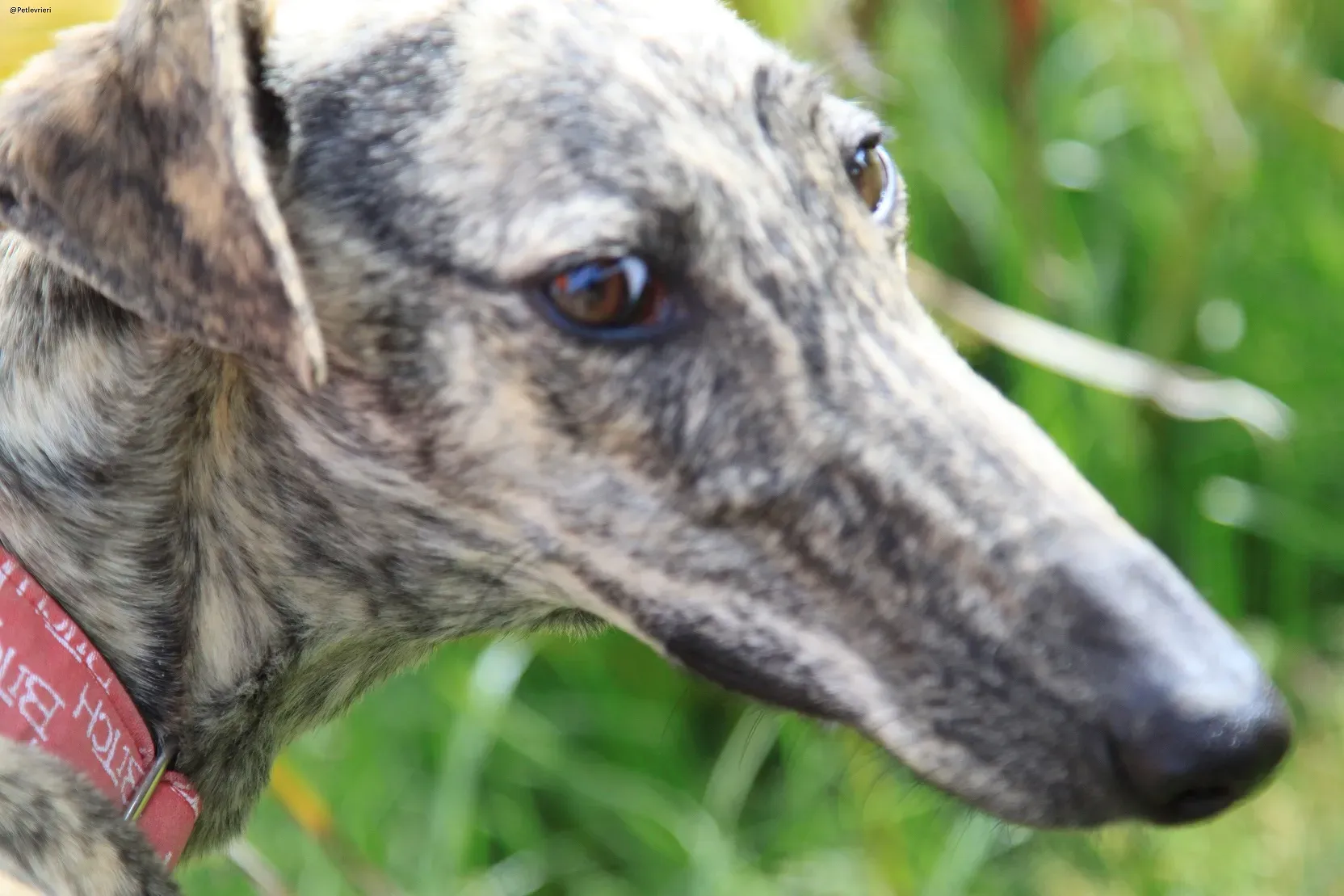 Galga chip 3145 Adozione Levrieri Galgo Scooby 17