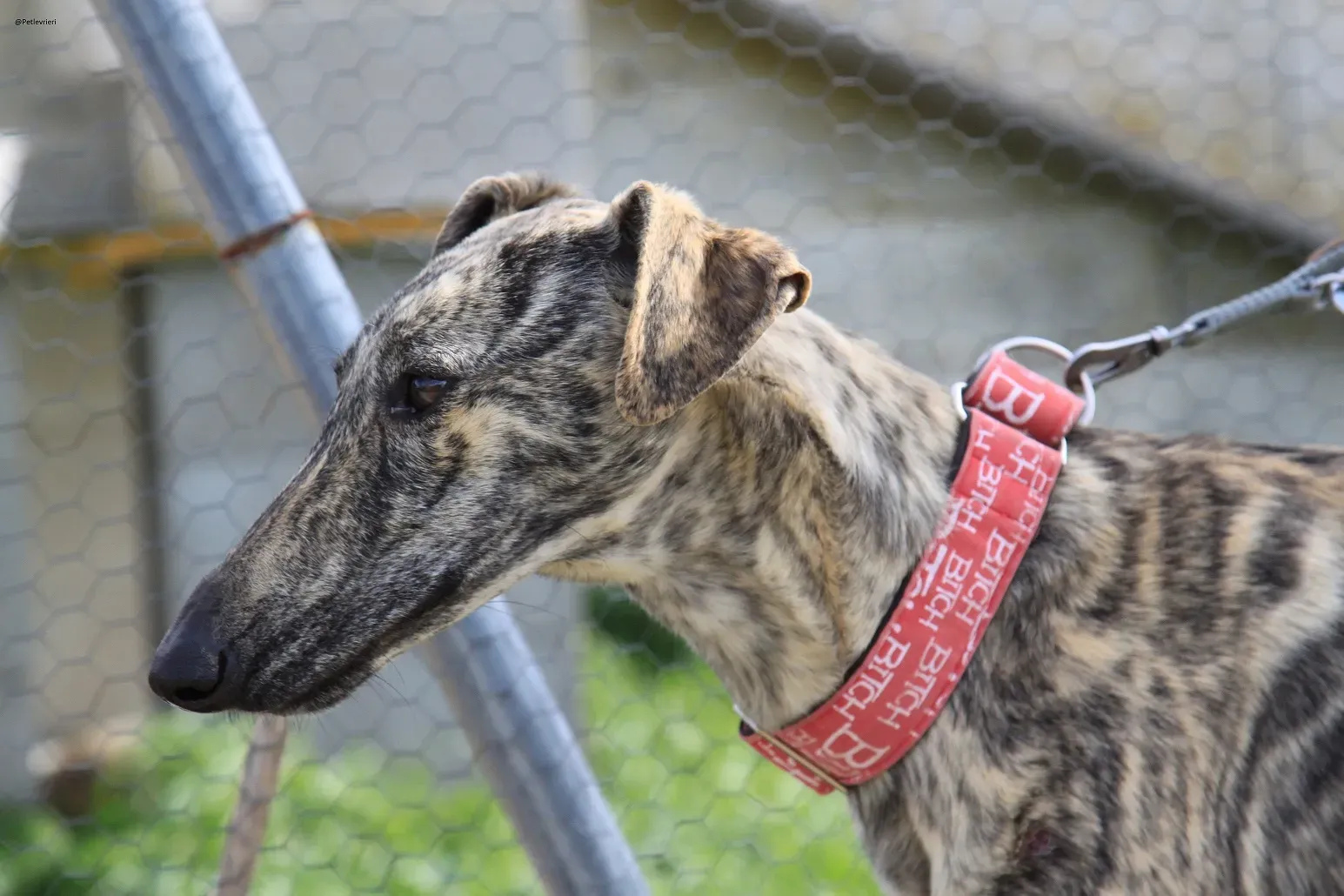 Galga chip 3145 Adozione Levrieri Galgo Scooby 18