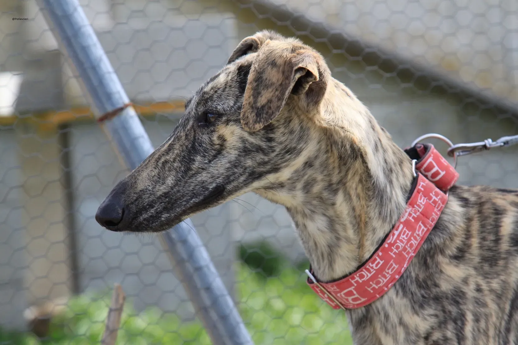 Galga chip 3145 Adozione Levrieri Galgo Scooby 19
