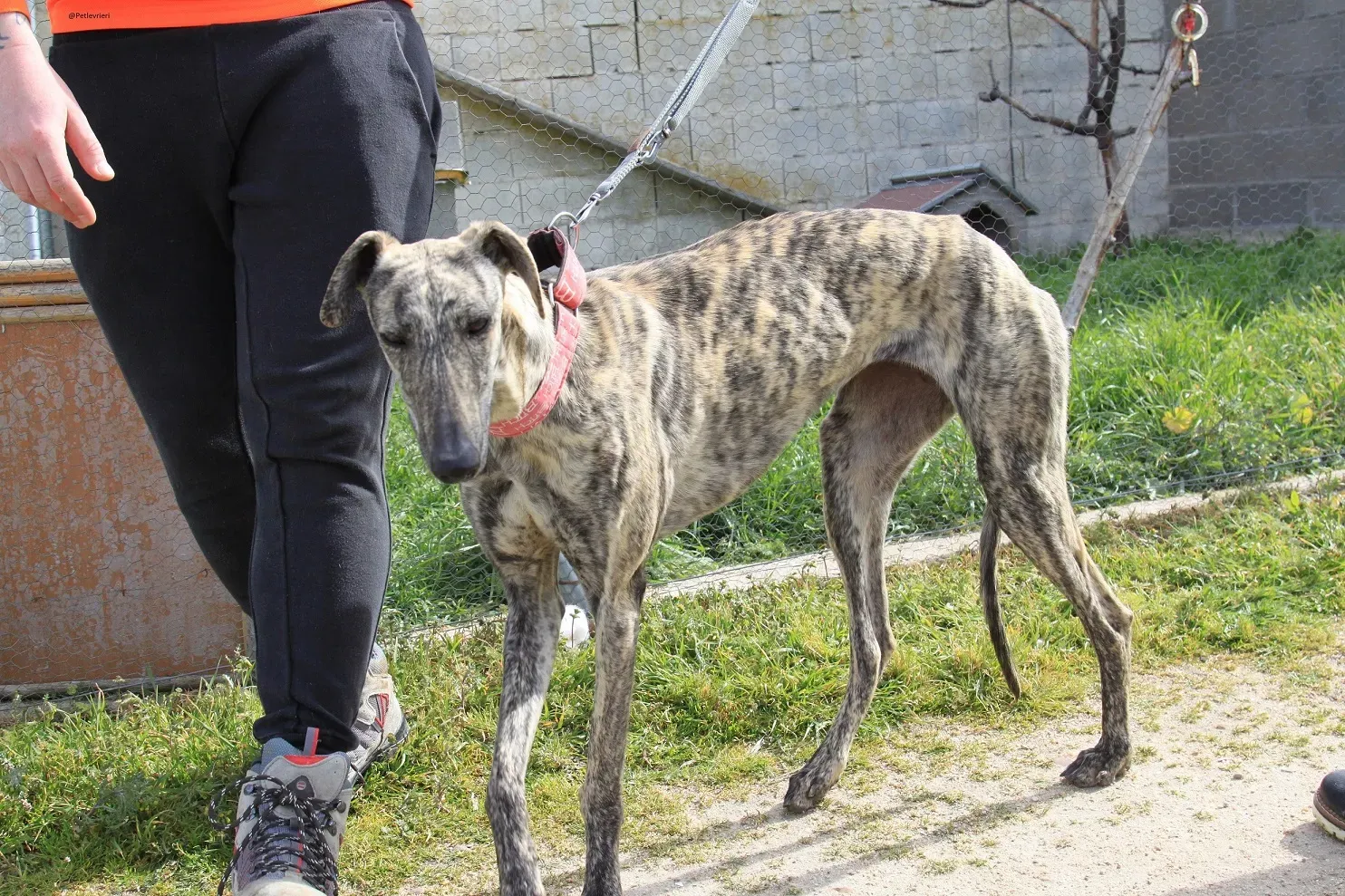 Galga chip 3145 Adozione Levrieri Galgo Scooby 20 1
