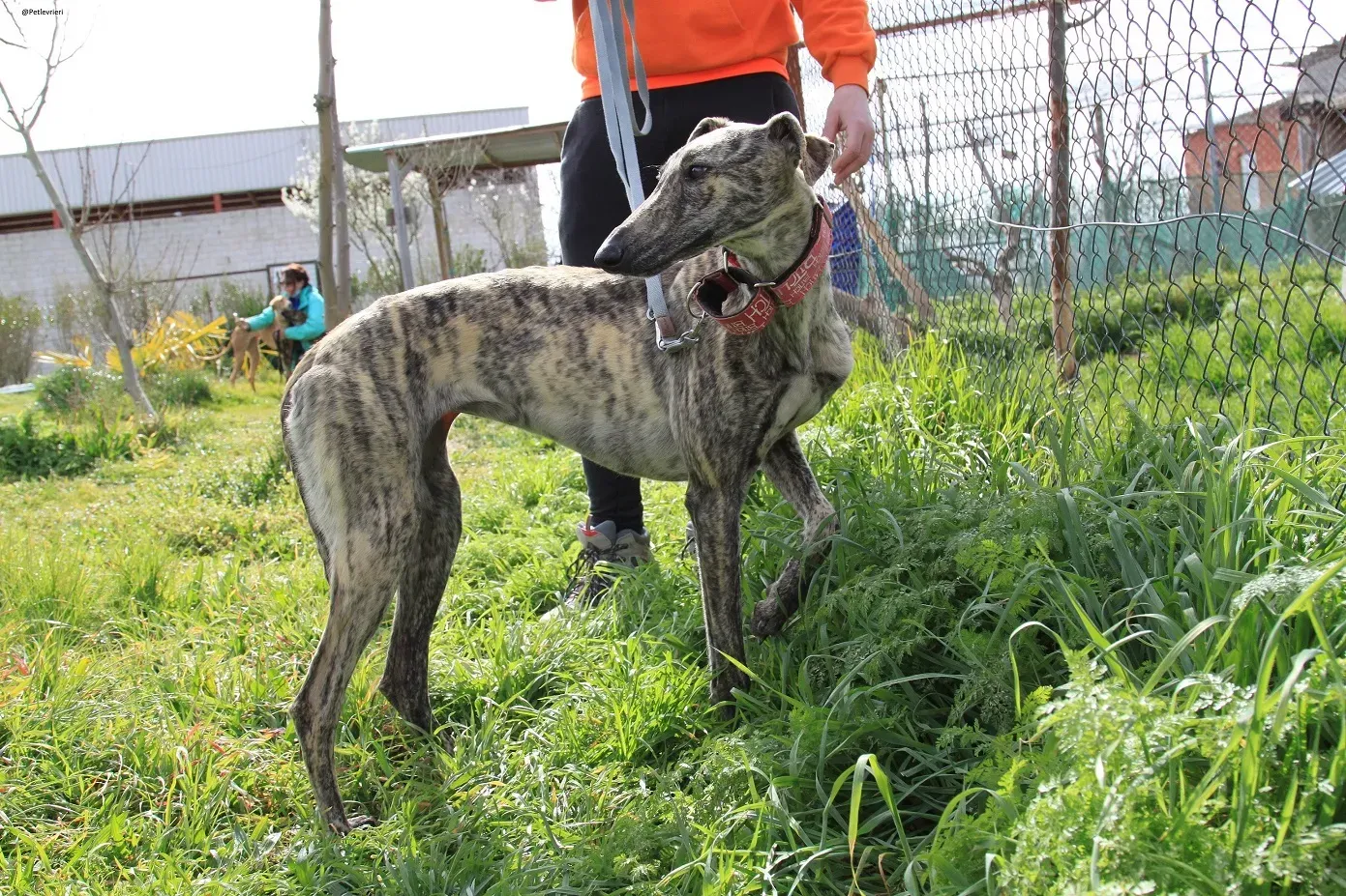 Galga chip 3145 Adozione Levrieri Galgo Scooby 21