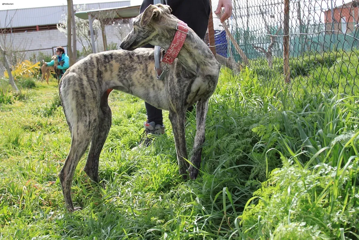 Galga chip 3145 Adozione Levrieri Galgo Scooby 22