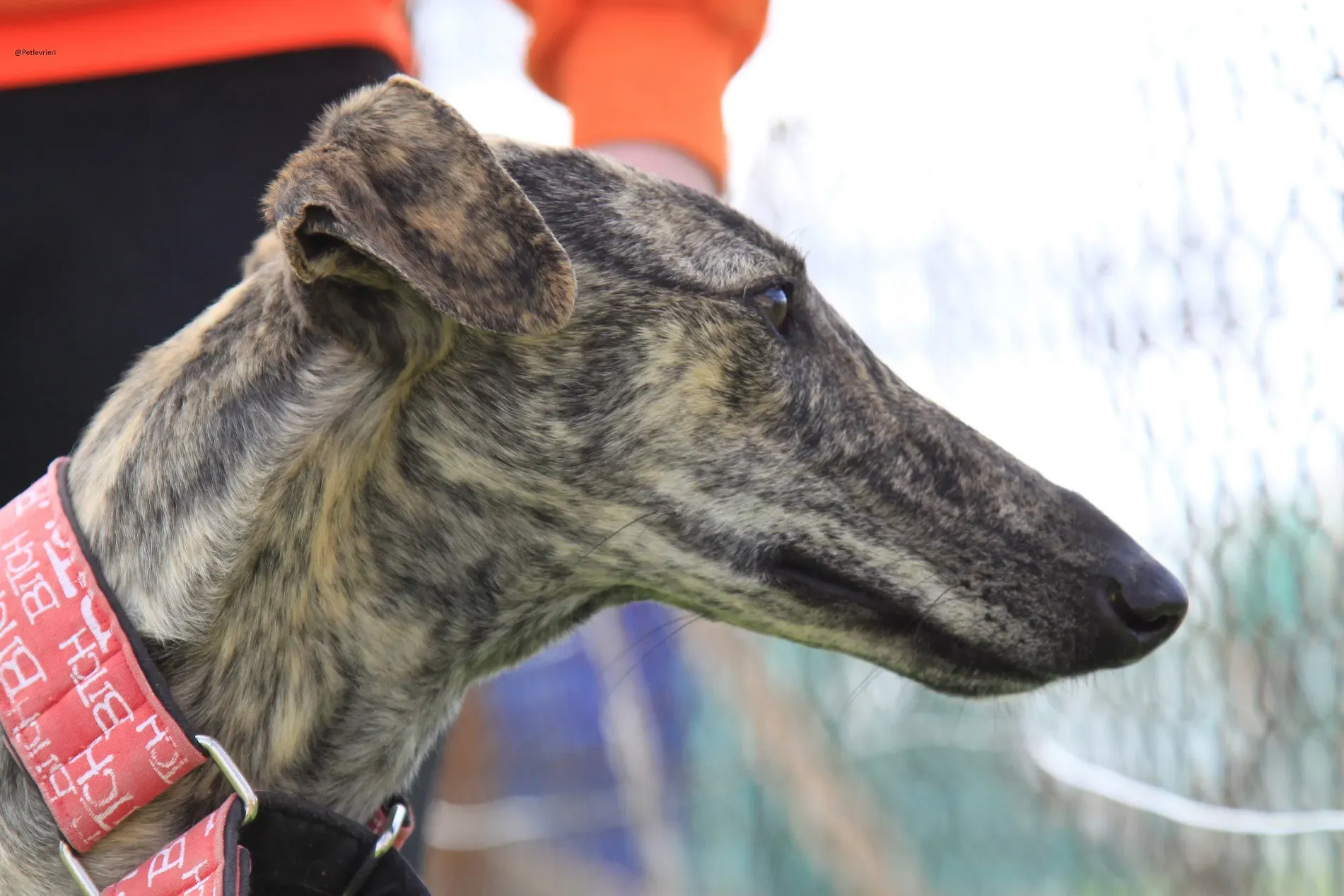 Galga chip 3145 Adozione Levrieri Galgo Scooby 23