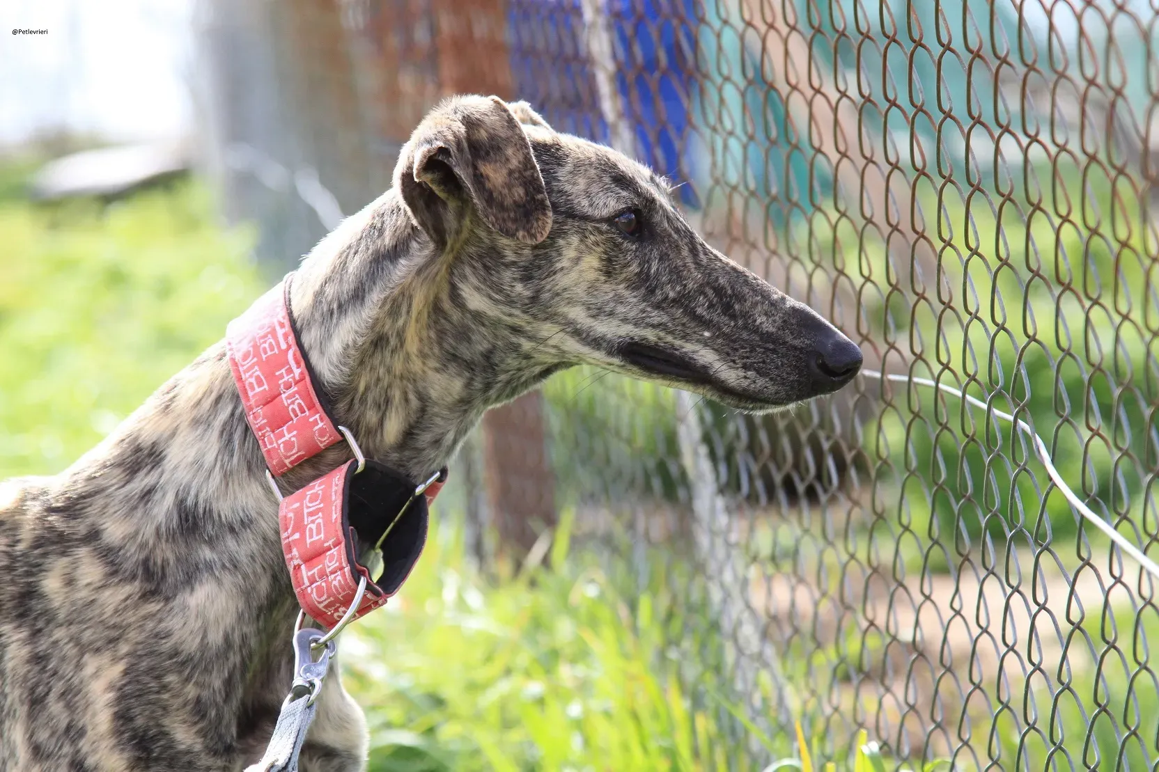 Galga chip 3145 Adozione Levrieri Galgo Scooby 24