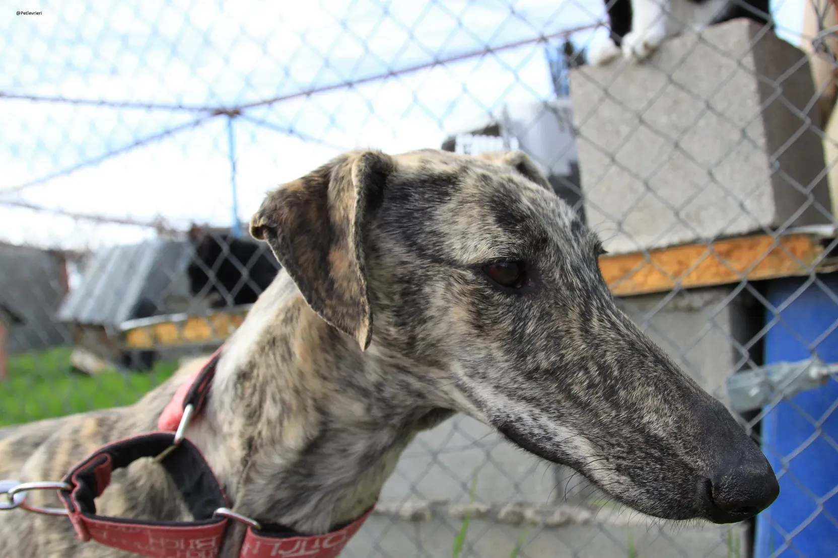 Galga chip 3145 Adozione Levrieri Galgo Scooby 25