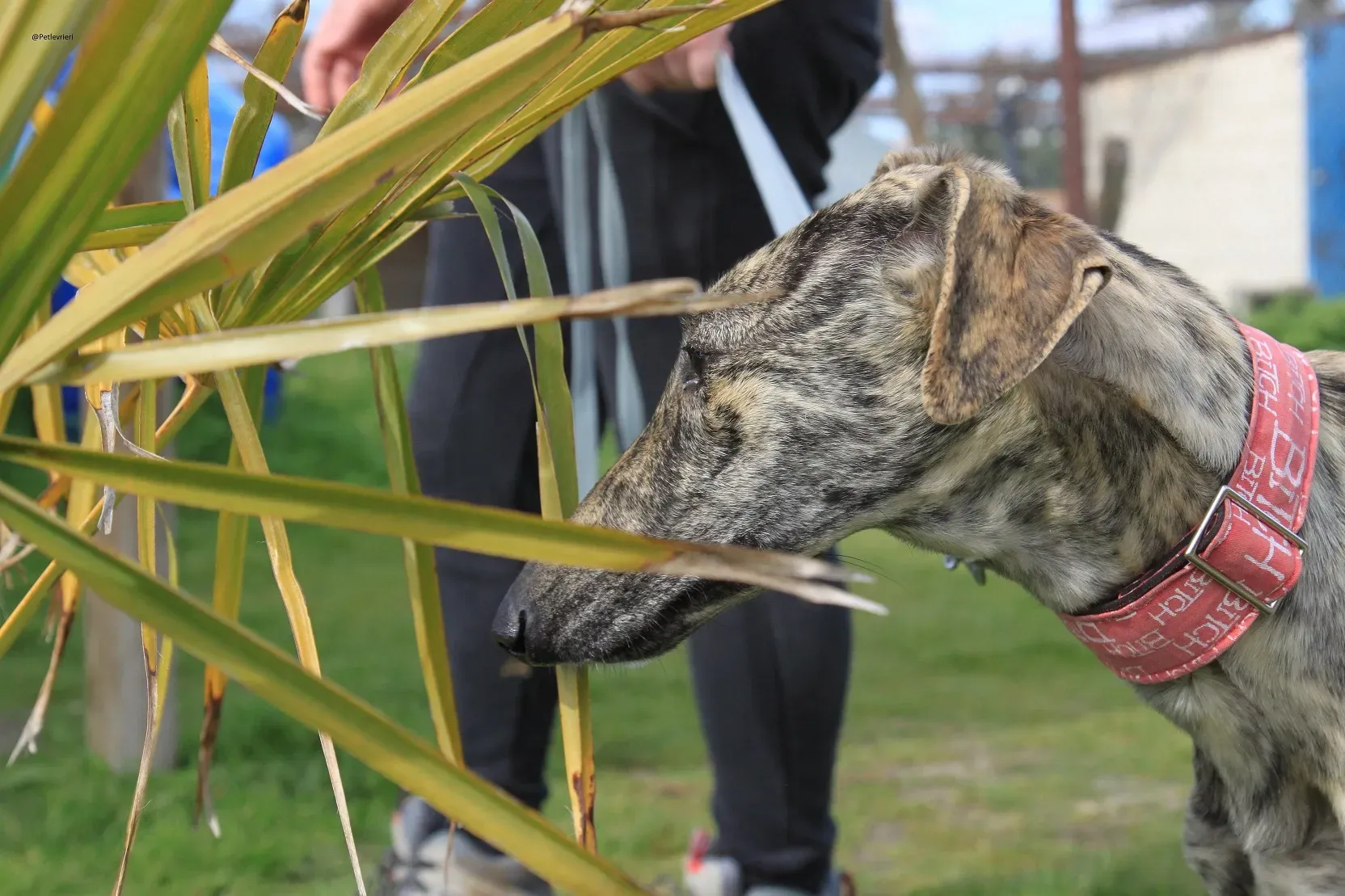 Galga chip 3145 Adozione Levrieri Galgo Scooby 26